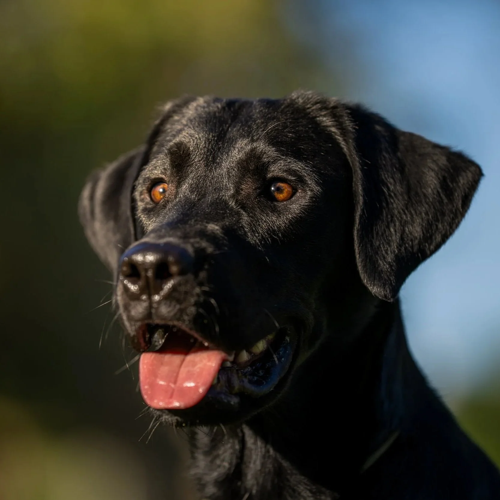 Close-up of a black dog with amber eyes, tongue out, and green and blue blurred background.