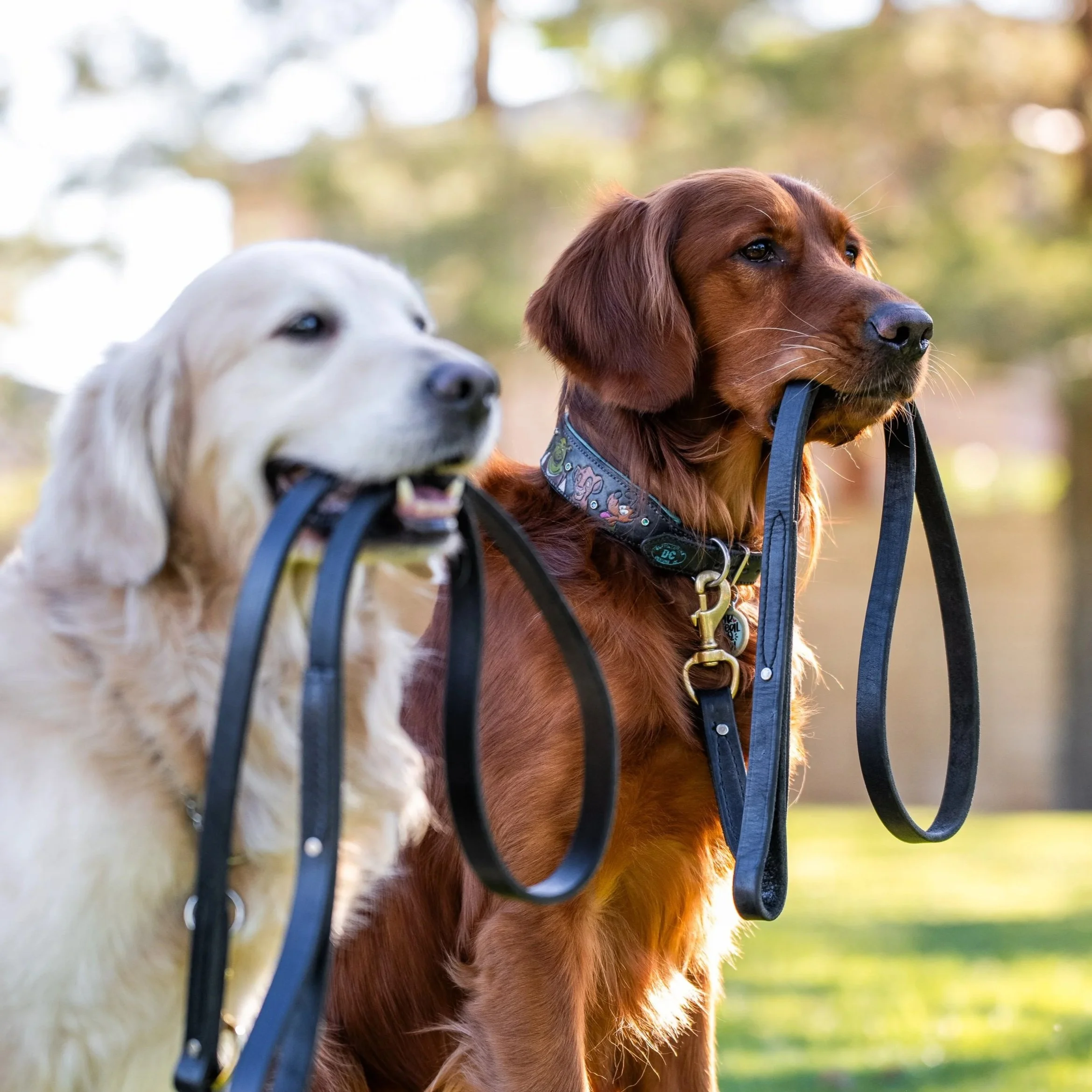 Two dogs, a light-colored Labrador and a reddish-brown retriever, outdoors with blurred trees and sunlight in the background.