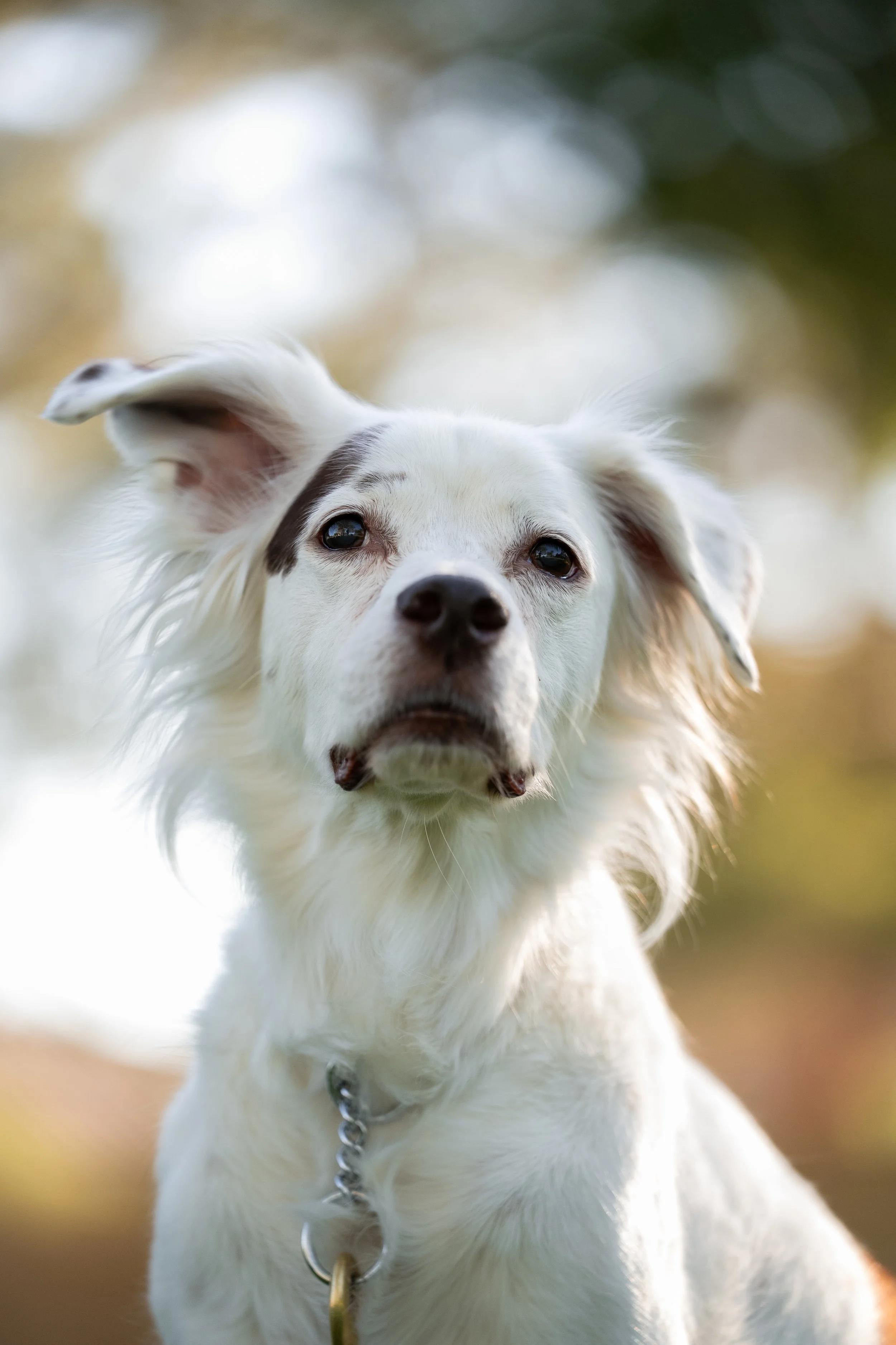 Close-up of a white dog with black and brown markings, wearing a chain collar, outdoors with blurred trees and sunlight in the background.