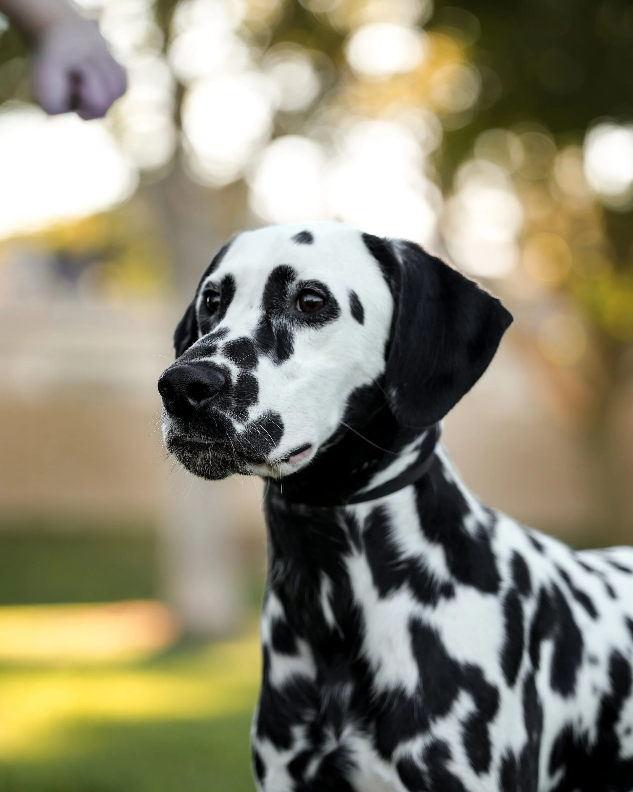 Socializing a Rescue Dog: A Step-by-Step Guide