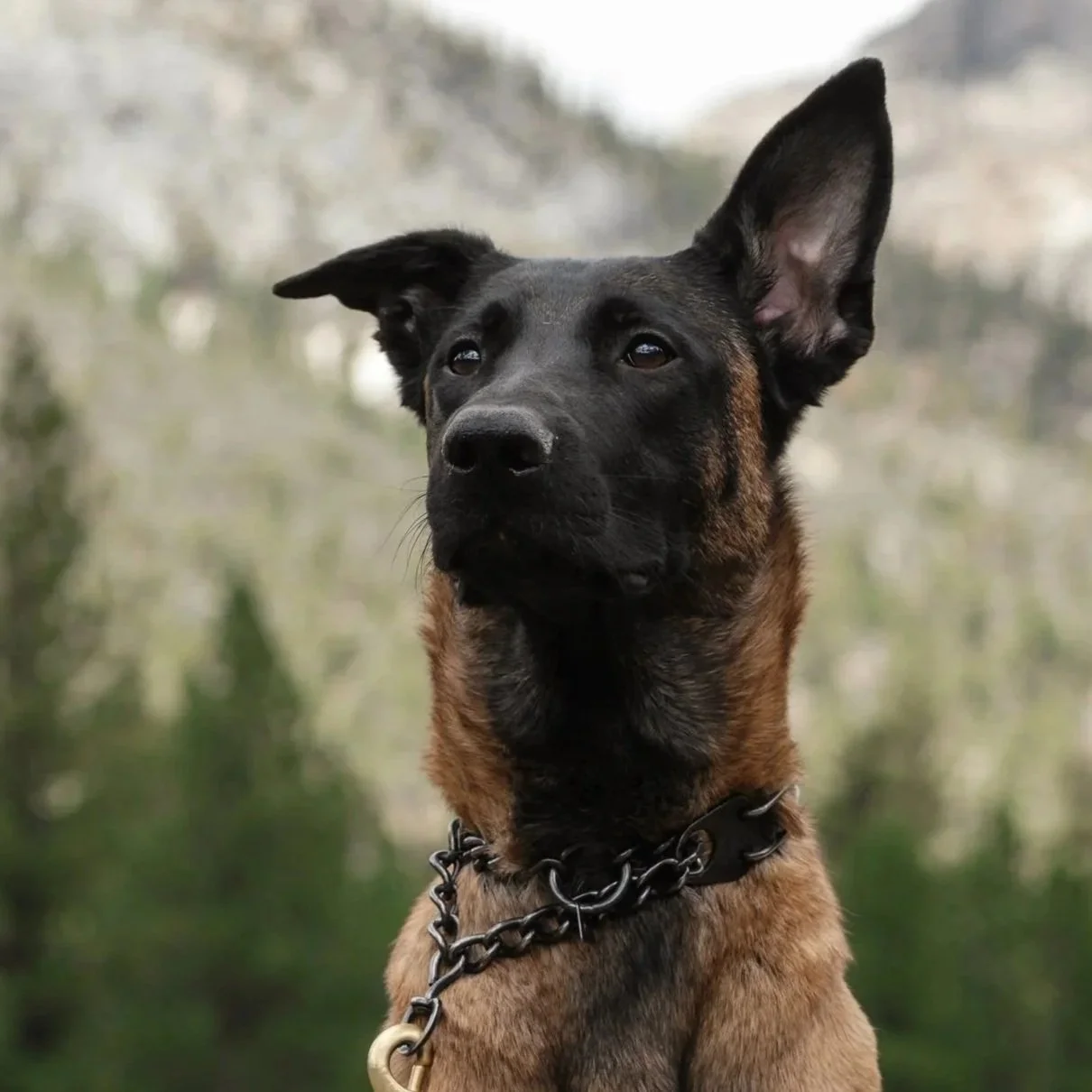 A Belgian Malinois dog with a black and brown coat, wearing a chain collar, outdoors with blurred greenery in the background.