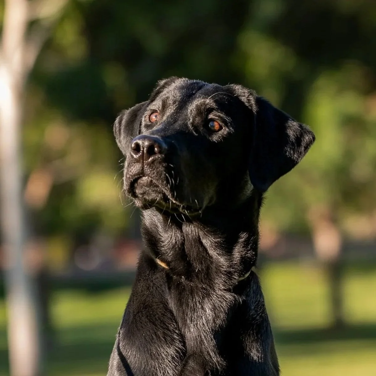 Black Labrador Retriever outdoors with a blurred natural background.