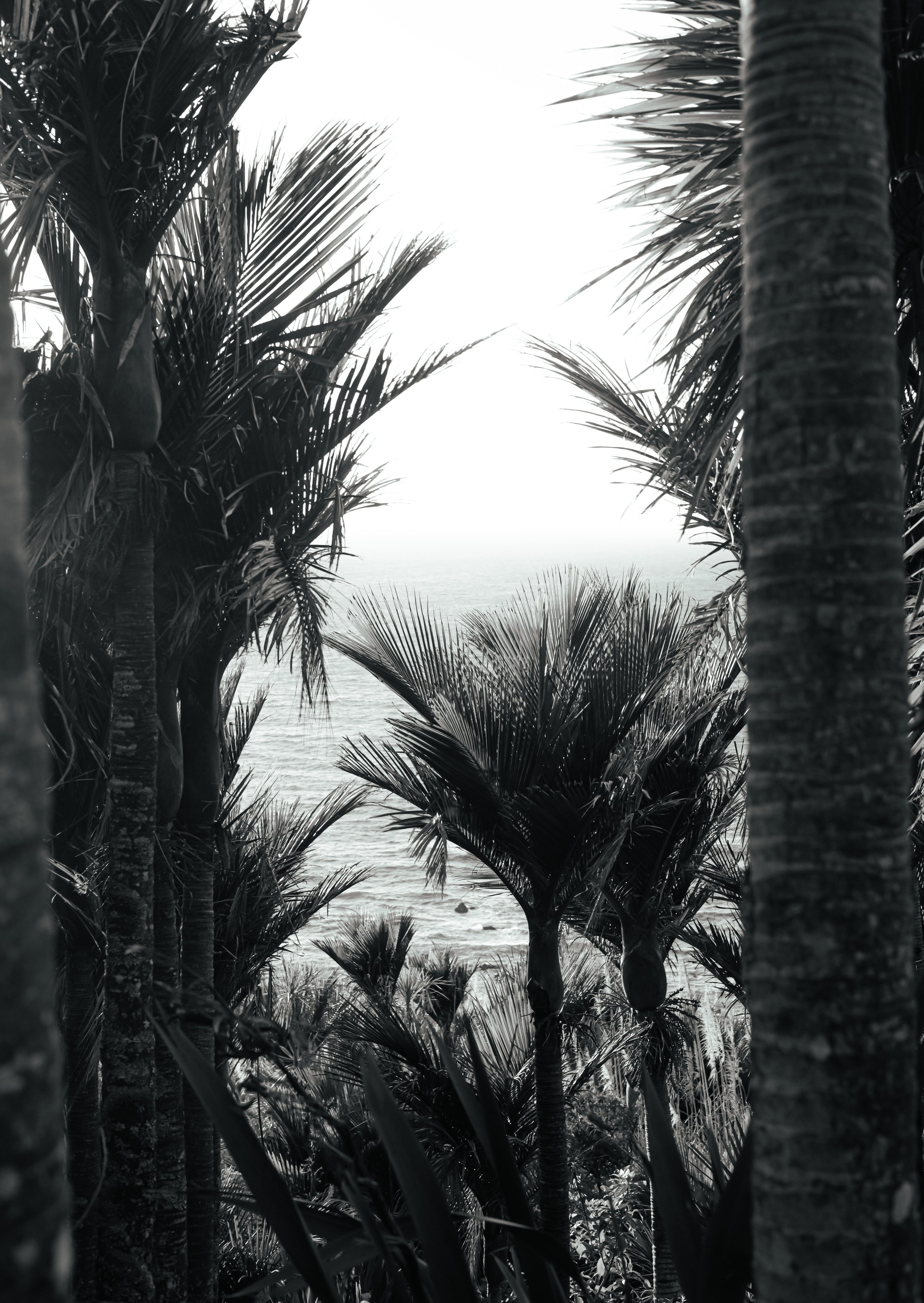 Face Palm, Mangawhai B+W