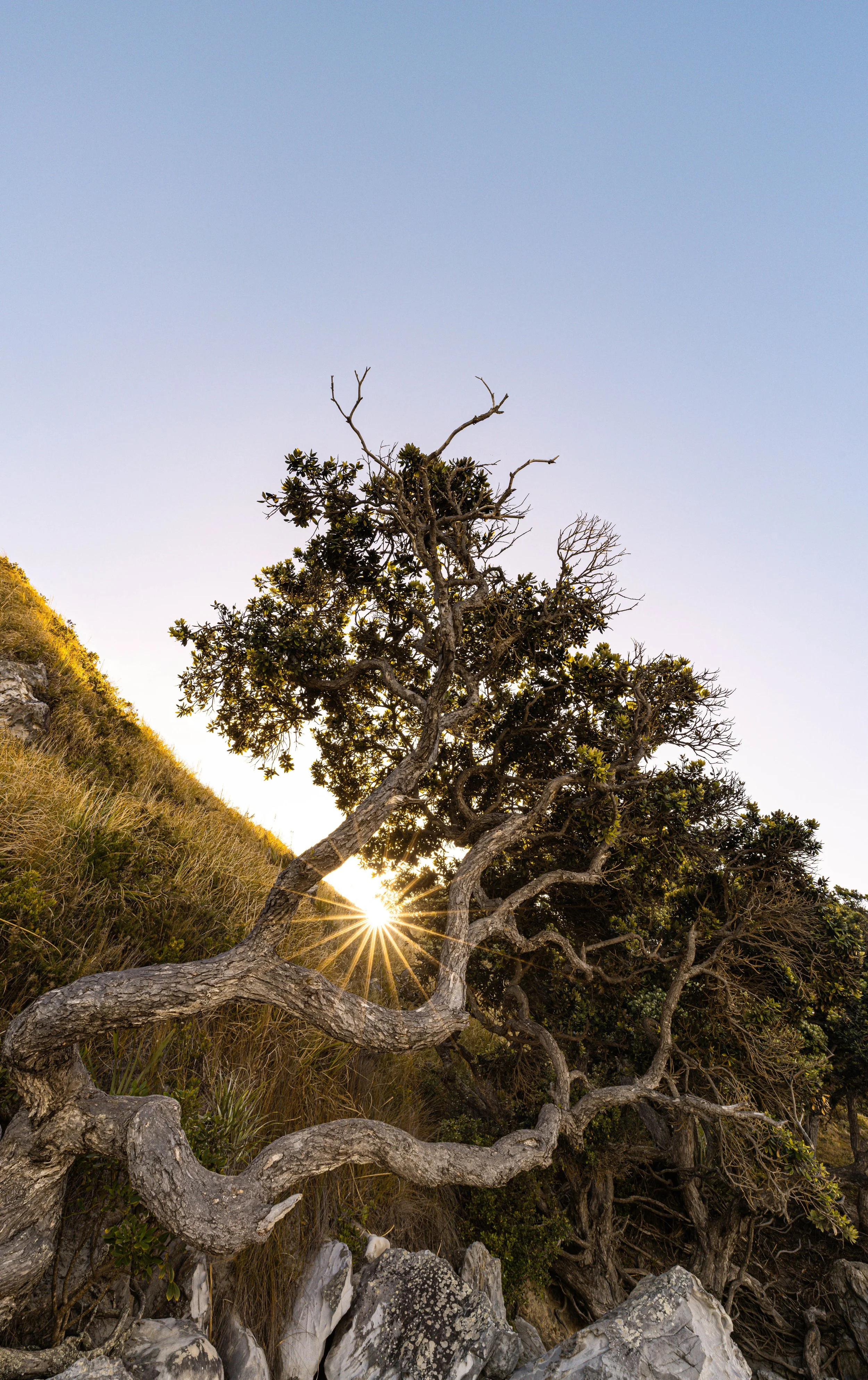The Sacred Tree, Mangawhai