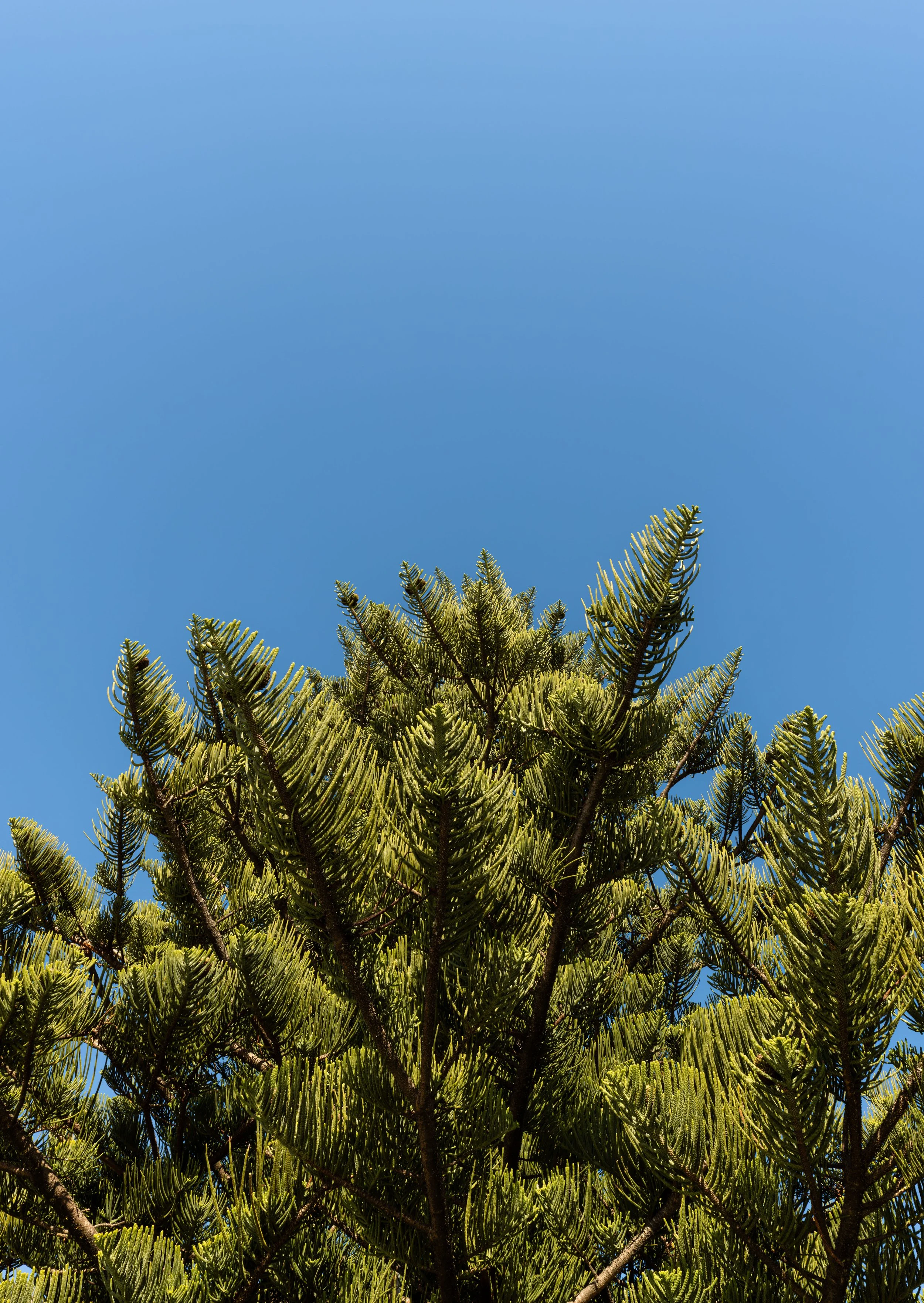 Pinus radiata, Orewa Beach