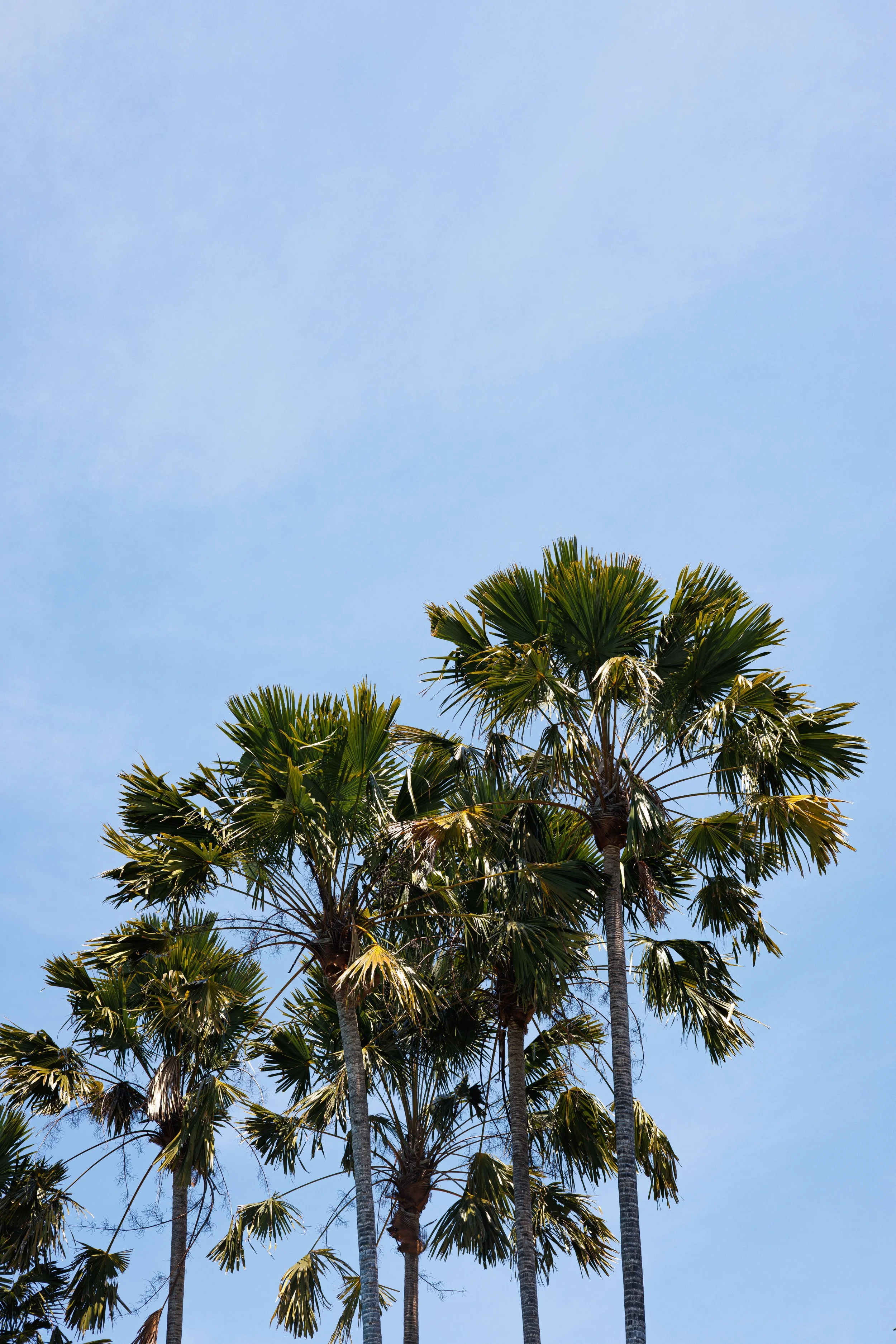 Leaf me alone, Bali
