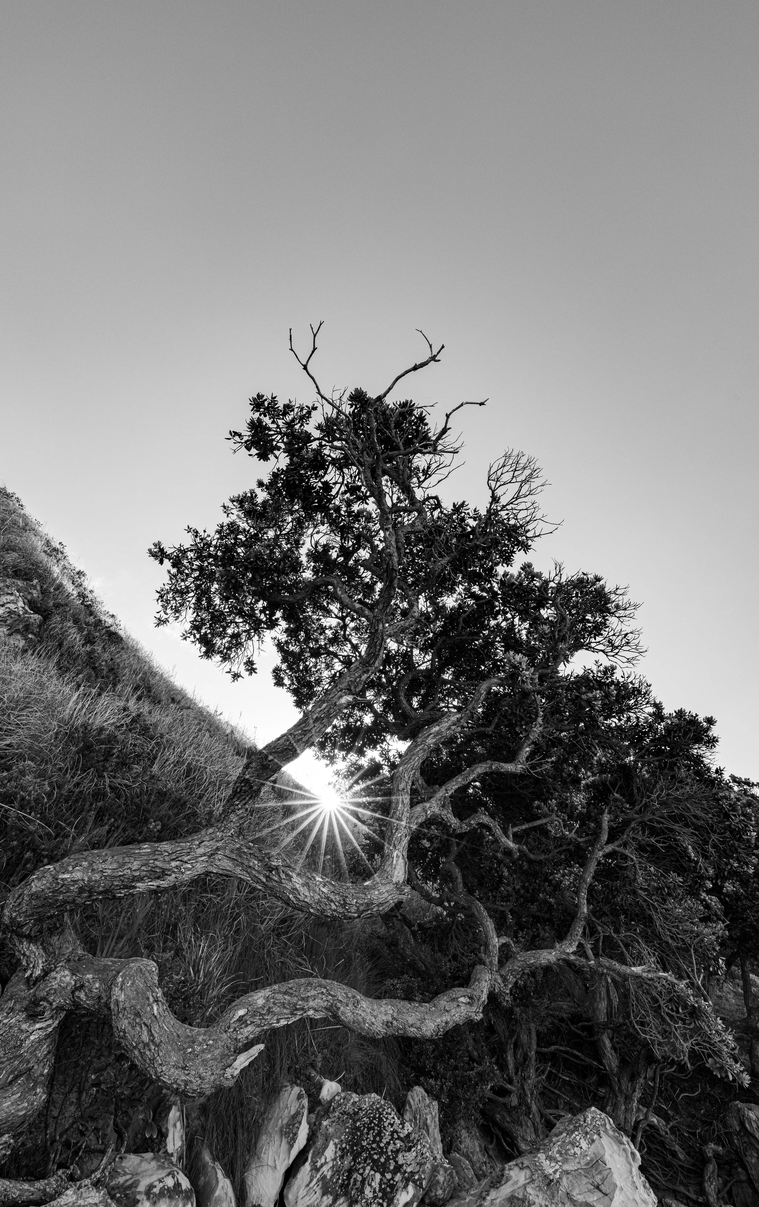 The Sacred Tree, Mangawhai (B+W)