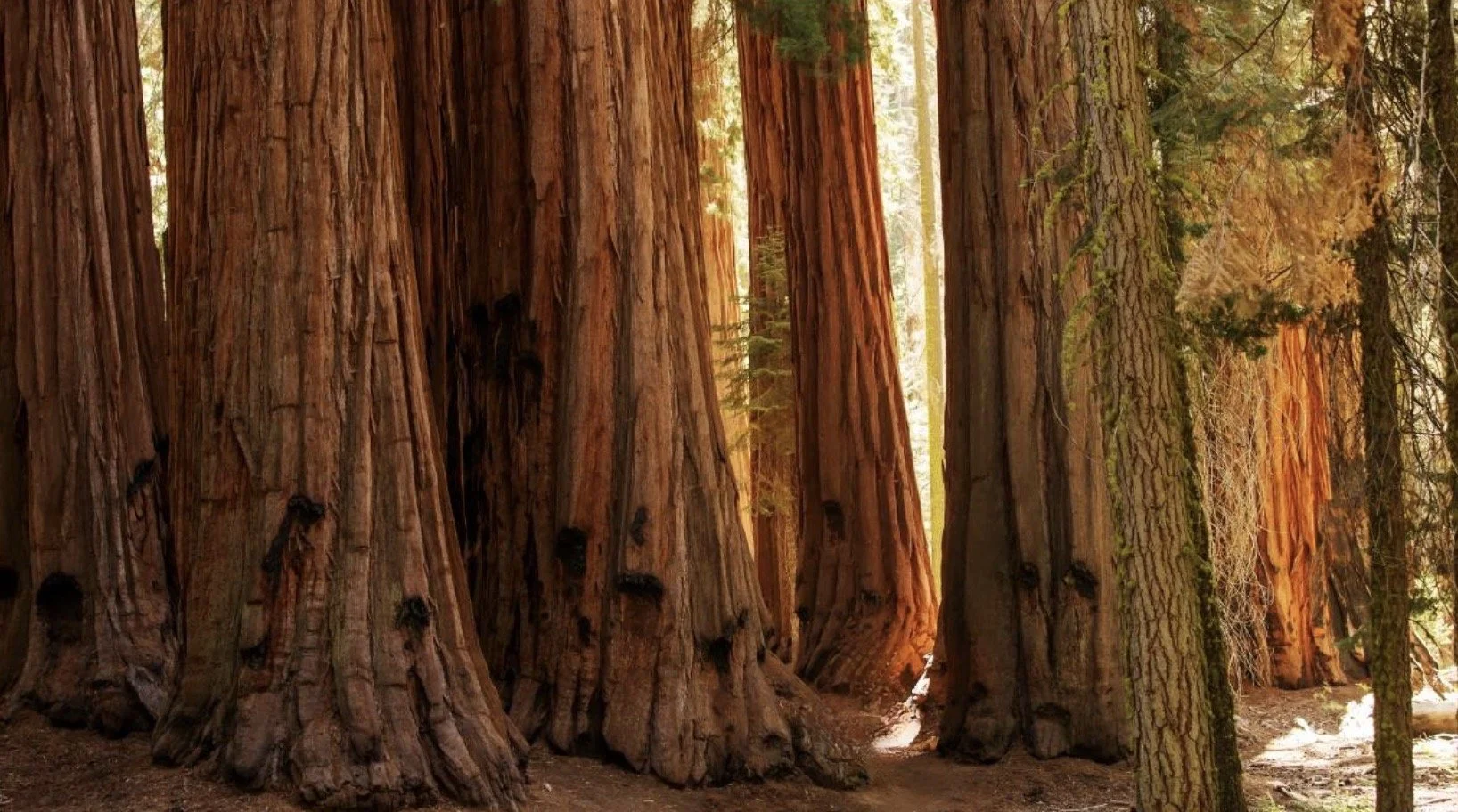 Tall giant sequoia trees in a forest with sunlight filtering through the canopy.
