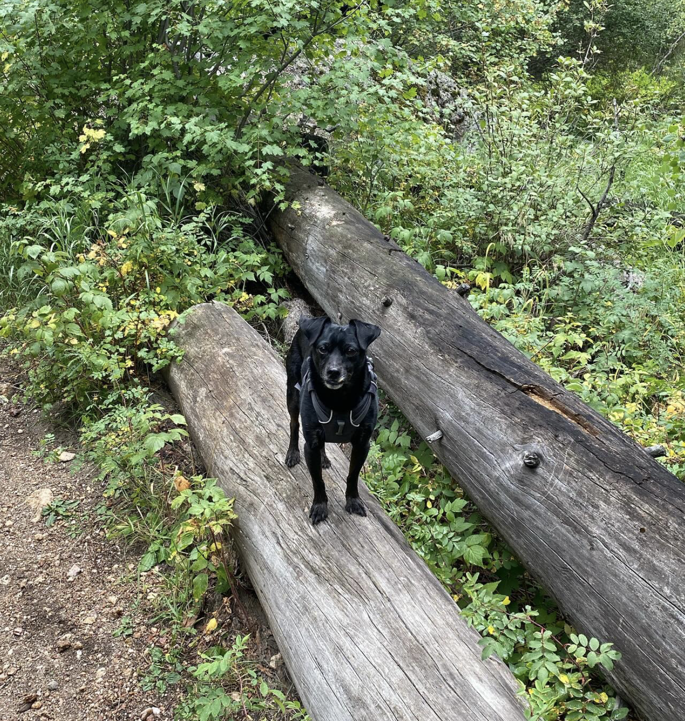 A black dog standing on a fallen log in a lush, green forest surrounded by dense foliage.