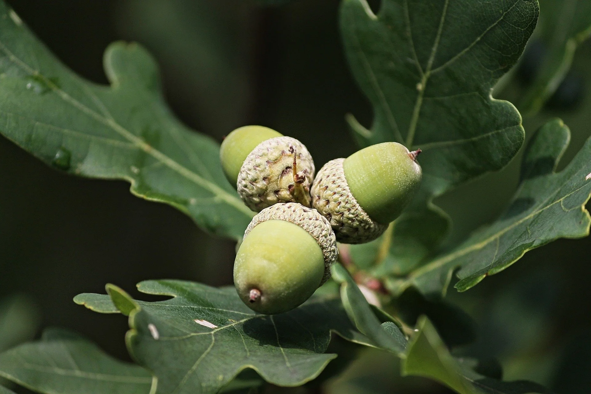 Close-up of green oak tree acorns growing on a branch, surrounded by large green oak leaves.