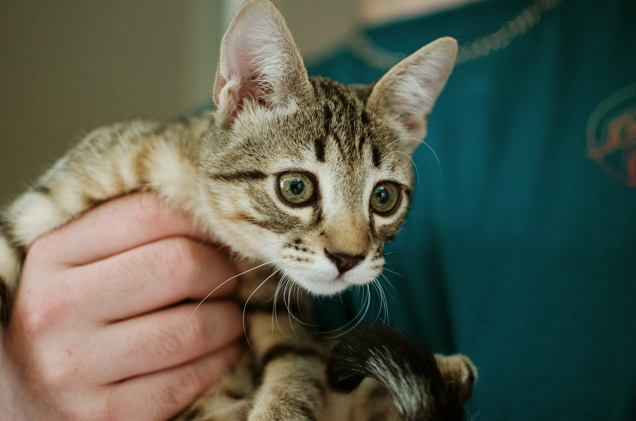 A person holding a young tabby kitten with green eyes, pink inner ears, and a striped coat.