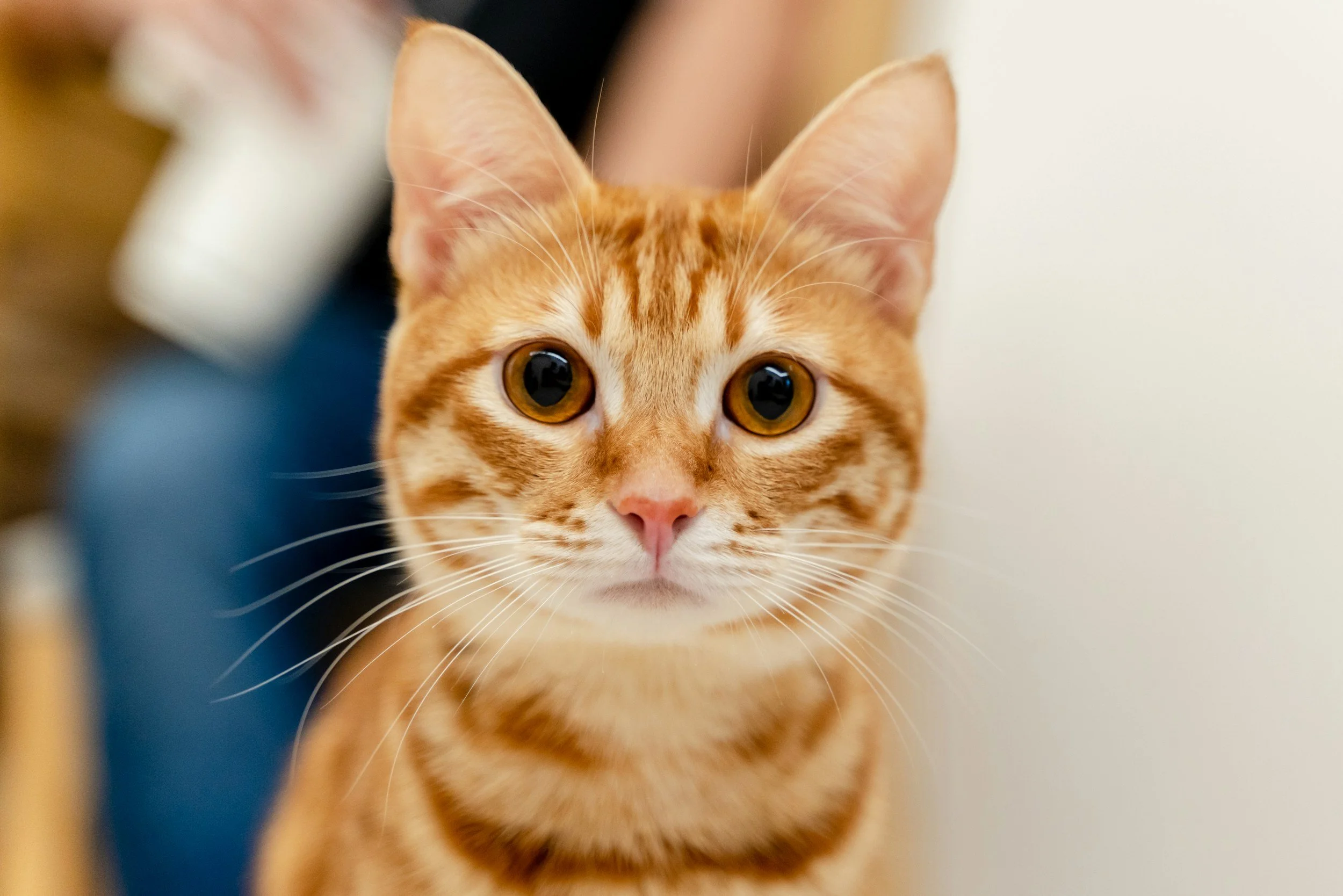 Close-up of an orange tabby cat with wide, amber eyes, pink nose, and pointed ears, looking directly at the camera.