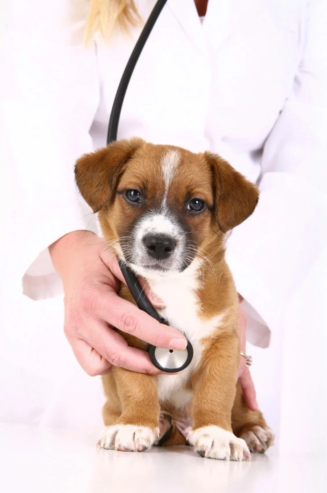 A small puppy with brown, white, and black fur sitting on a table while a person in a white coat holds a stethoscope to its chest, suggesting a veterinary check-up.
