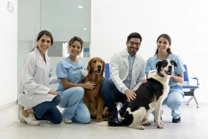 Group of three women in medical scrubs, two men in lab coats, and two dogs in a veterinary clinic with white walls and blue chairs.