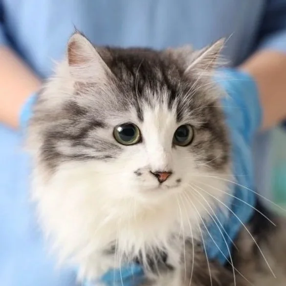 Close-up of a fluffy gray and white cat with green eyes, being held by a person wearing a blue shirt.