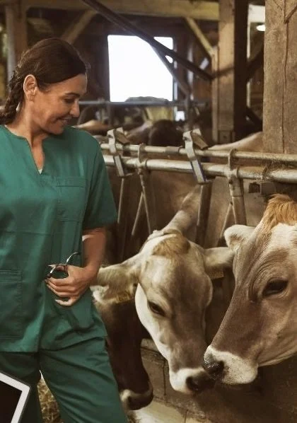 A woman in green scrubs caring for calves in a barn.