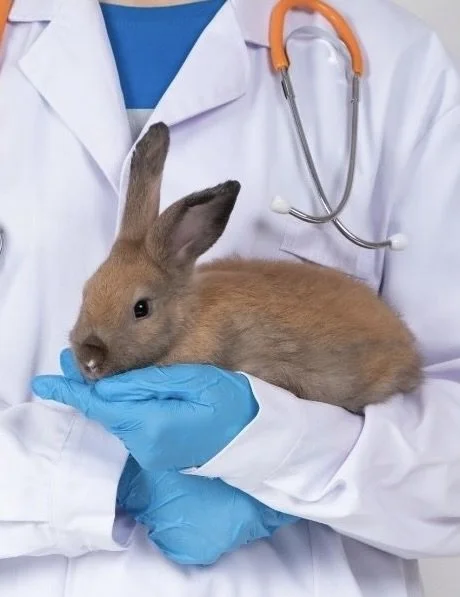 A person in a white lab coat and blue gloves holding a small brown rabbit with large ears.