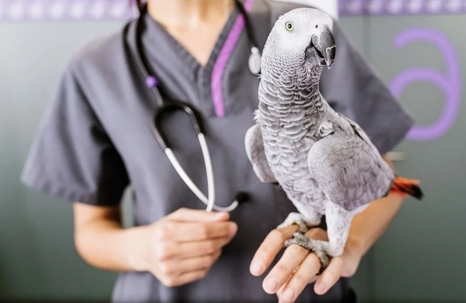 A veterinarian in gray scrubs holding a large African grey parrot with a vet's stethoscope around their neck.
