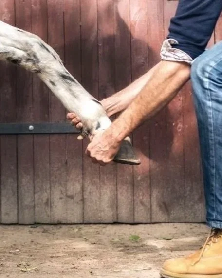 Person holding a knife against a horse's hoof