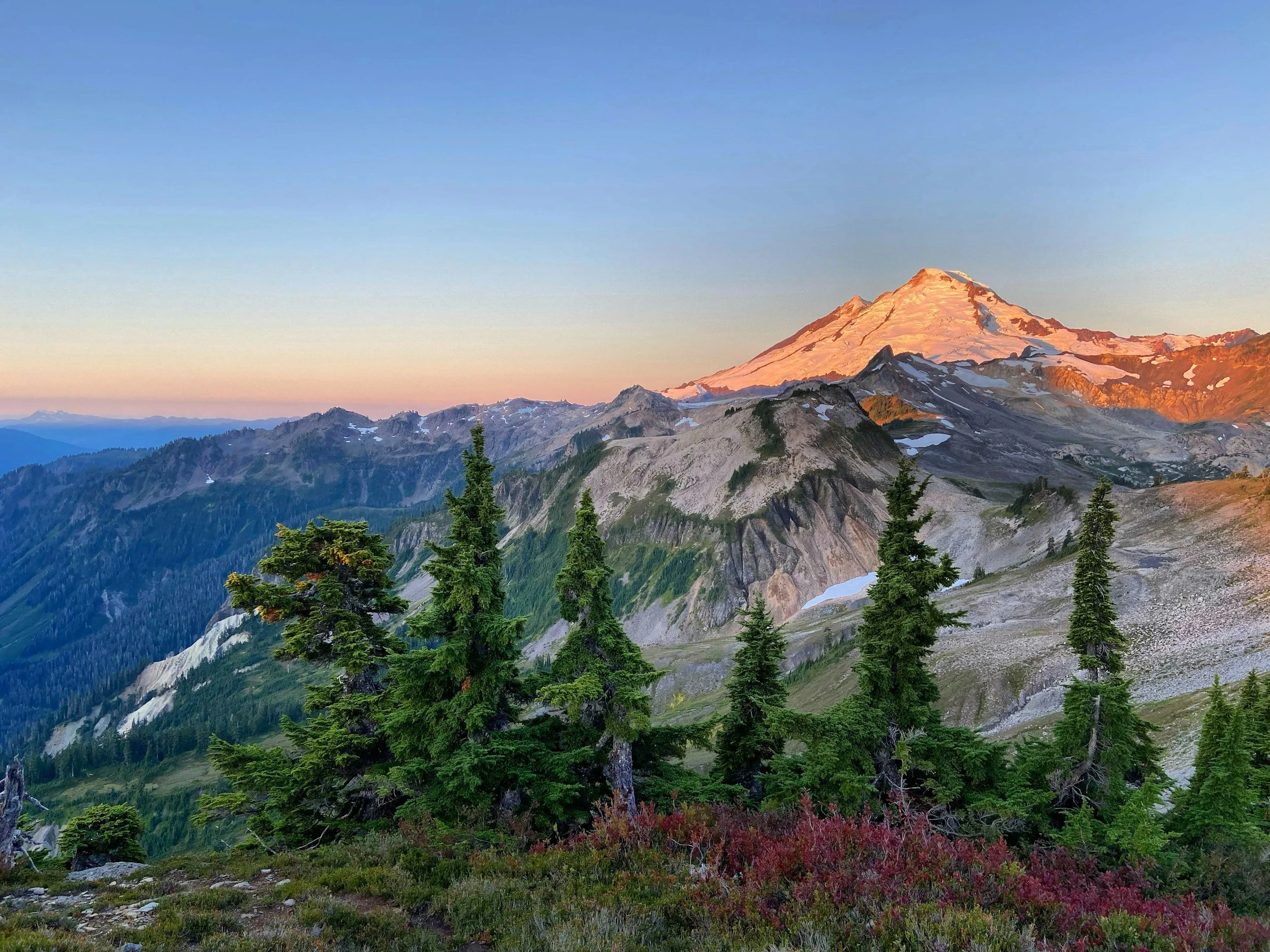 Snow-capped mountain under a clear blue sky with green pine trees and colorful shrubs in the foreground.