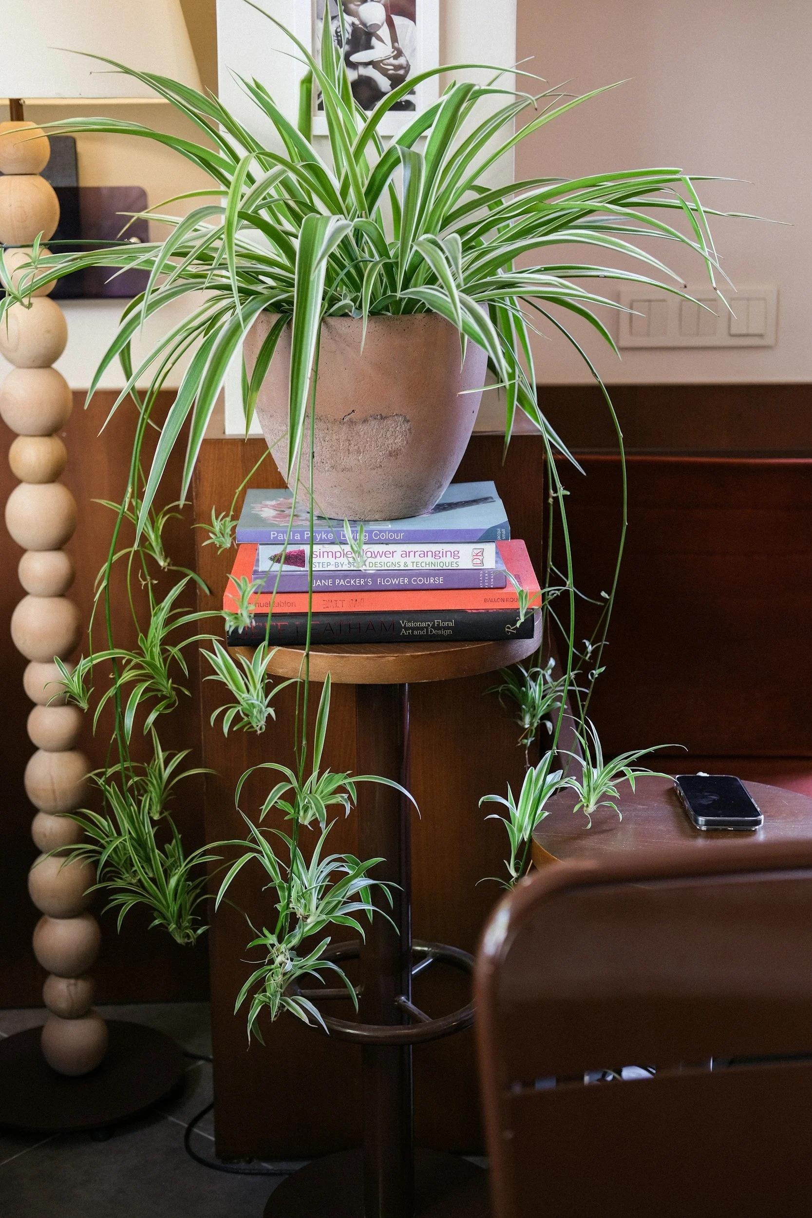 Indoor scene with a large potted spider plant placed on a small table, surrounded by chairs and a smartphone on a side table, with books stacked under the plant, in a cozy room with framed artwork and wall outlets.