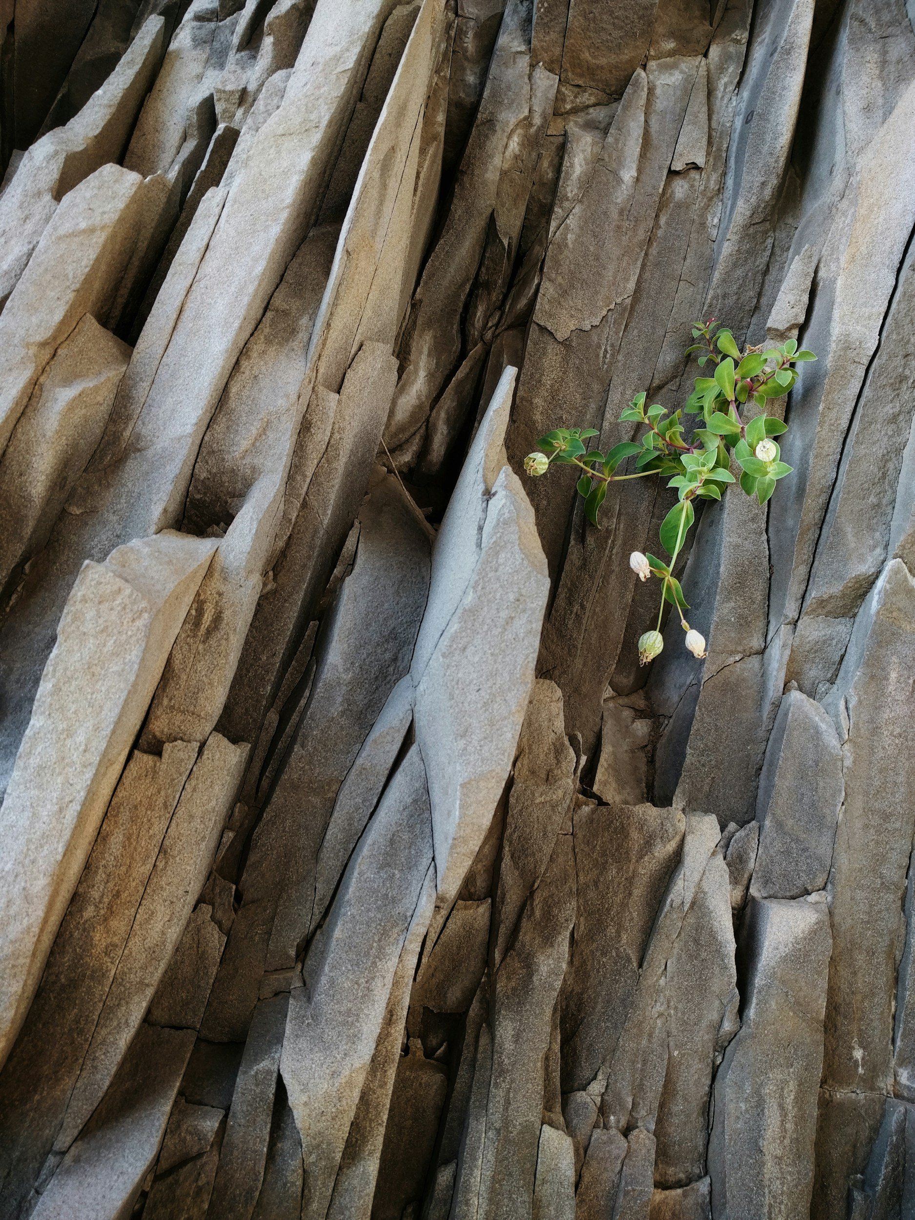 Close-up of a stone wall with small green plant growing between the stones.