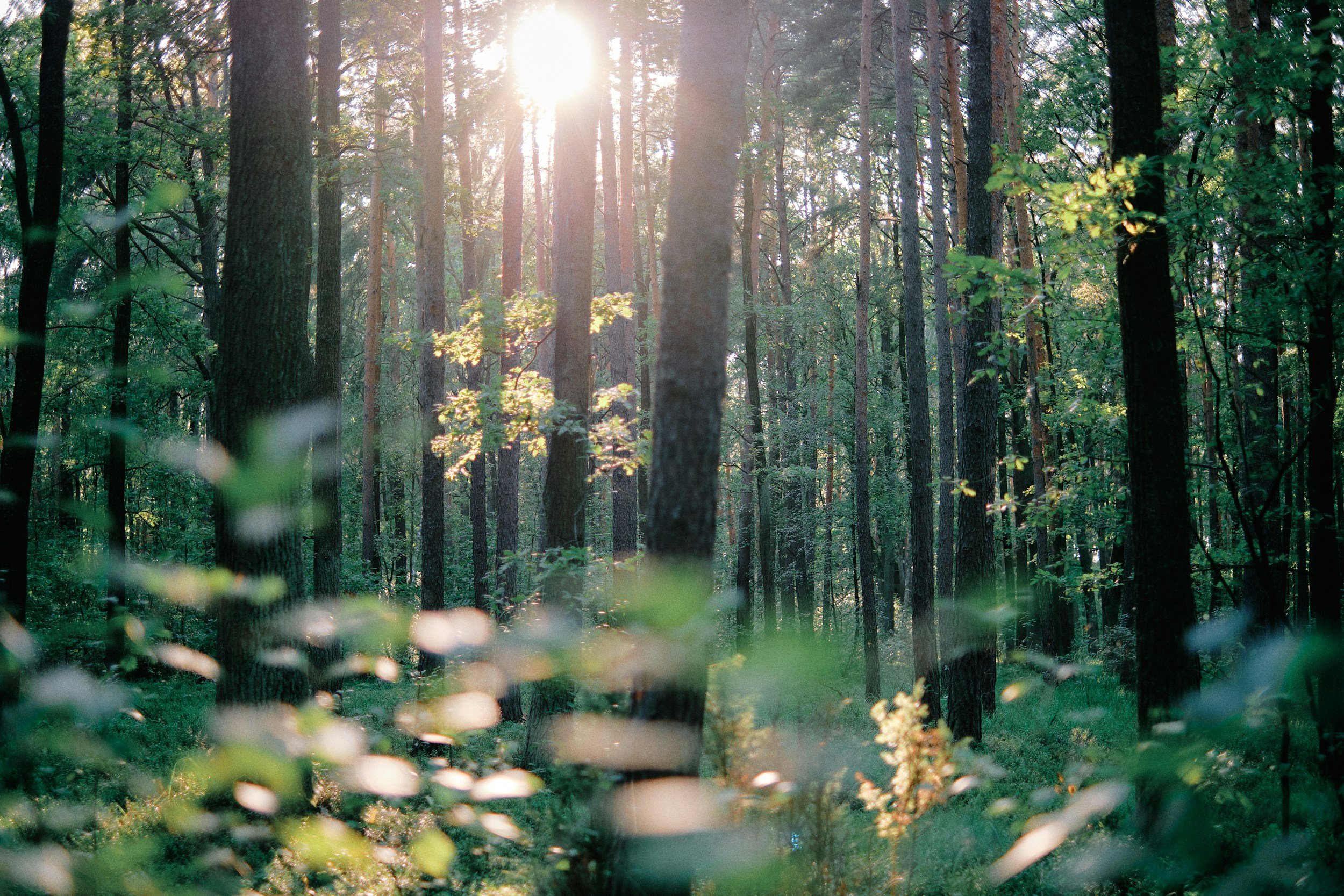 Sunlight filtering through tall pine trees in a green forest on a clear day.