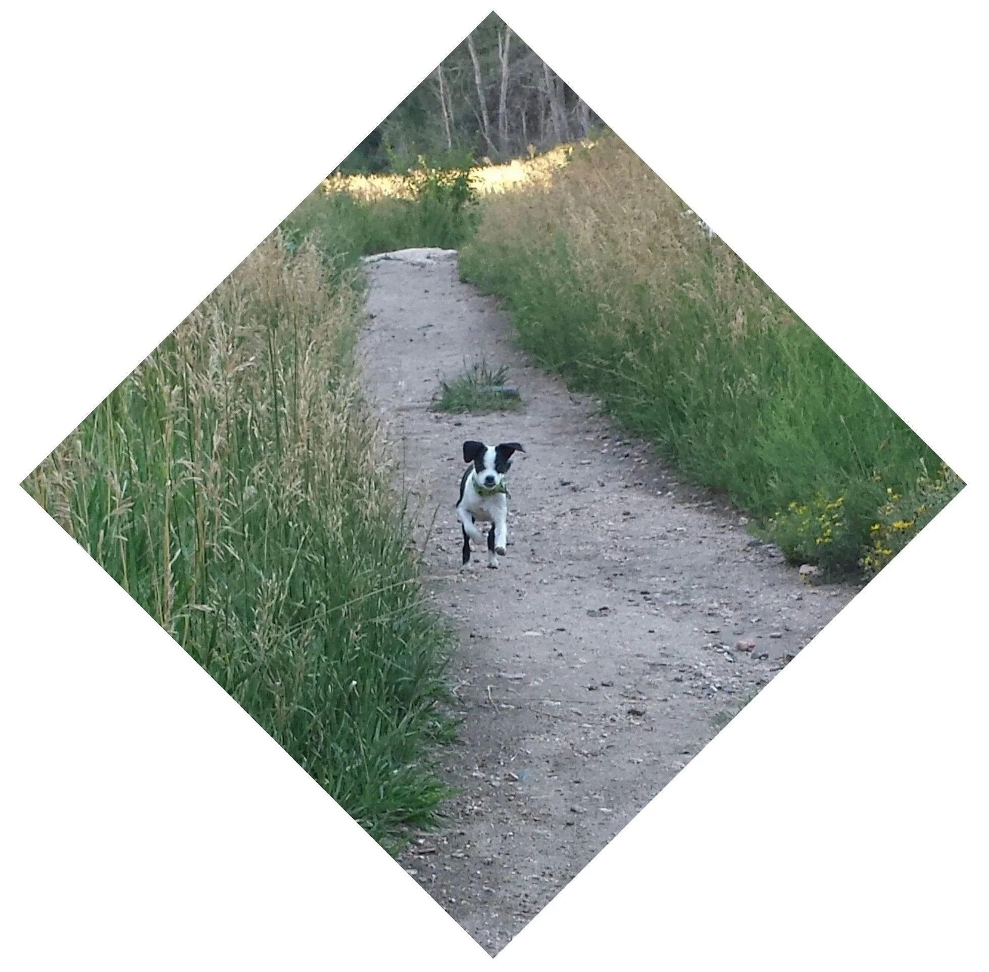 A small black and white dog running down a dirt trail surrounded by tall grass and trees in a forested area.