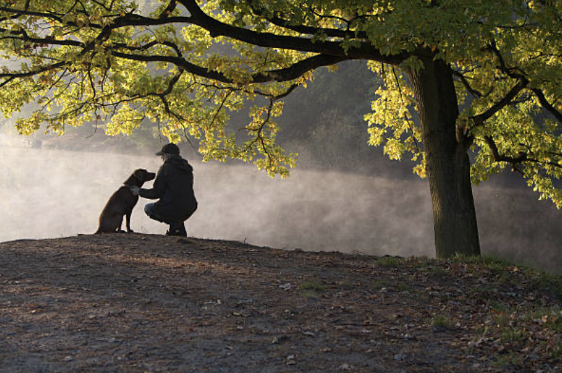 A person and a dog under a tree near a foggy lake in the early morning.