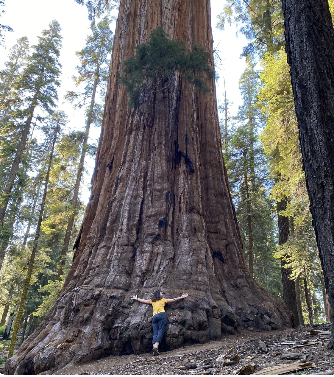 A person hugging the base of a giant sequoia tree in a forest.