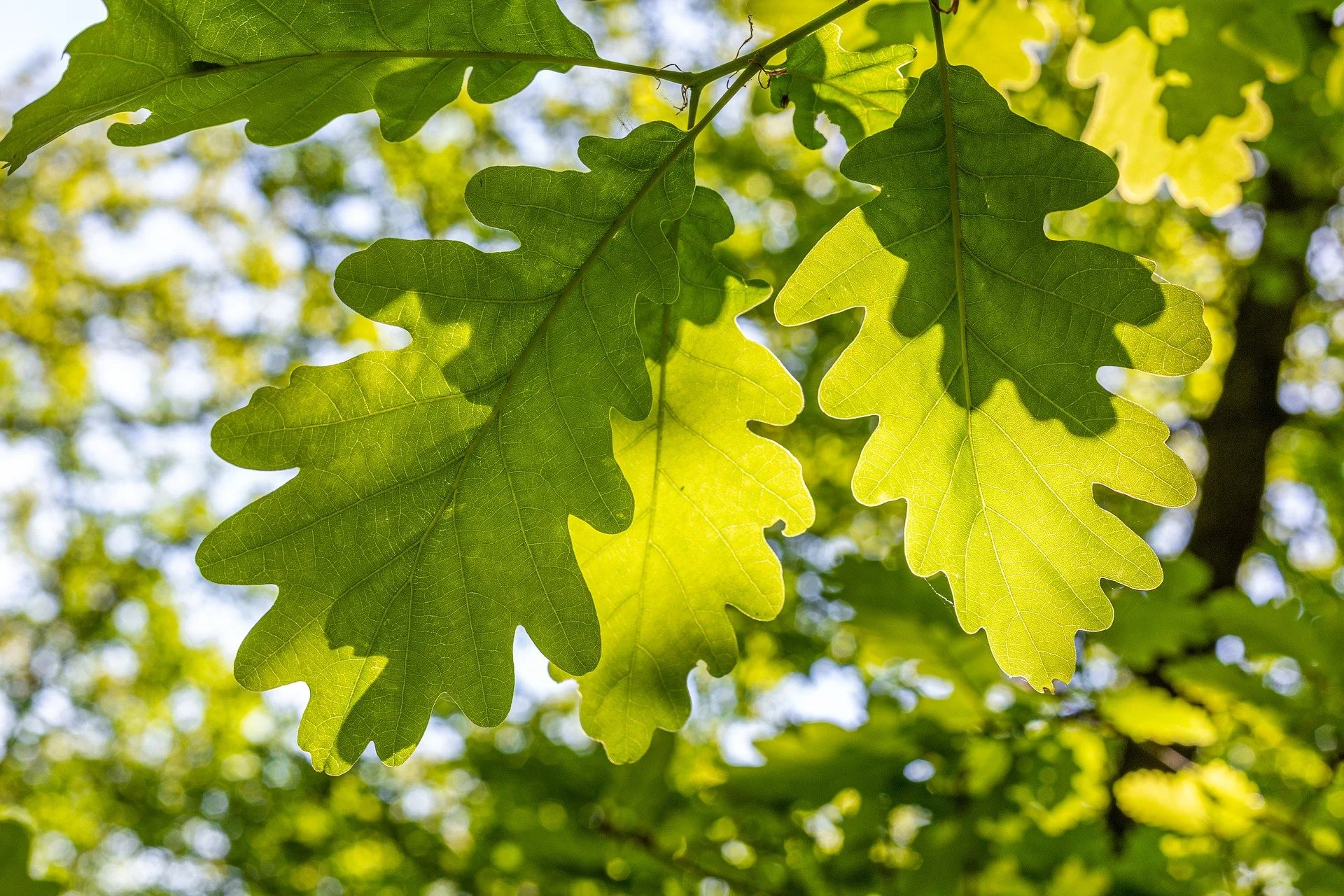 Close-up of green oak leaves backlit by sunlight in a tree with blurred green foliage background.