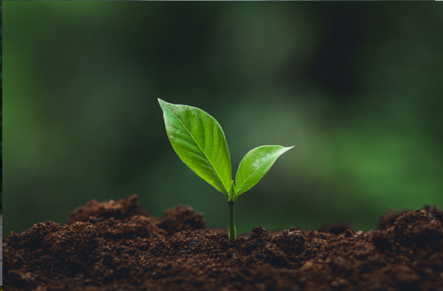 A young green plant sprouting from dark, rich soil with a blurred green background.