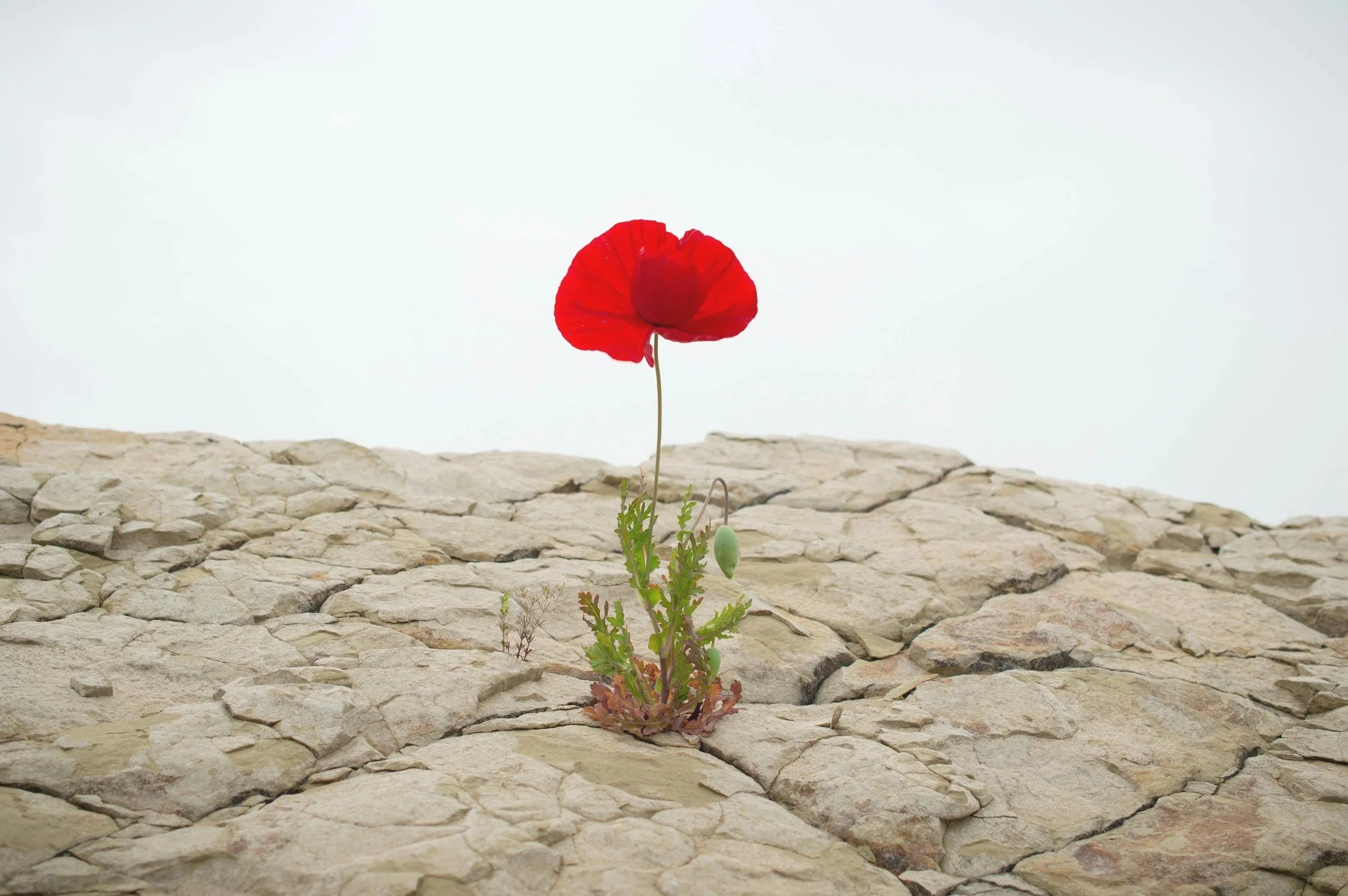 A single red poppy flower growing from cracks in a dry, rocky ground with a plain, light-colored sky background.