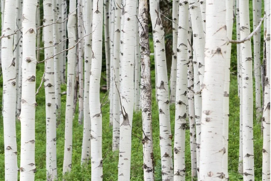 A dense forest of white aspen trees with green ground cover.