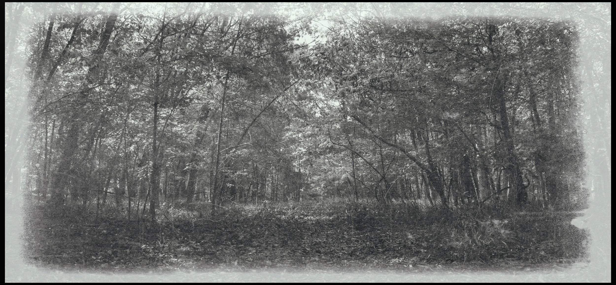 A black and white photo of a forest with trees and dense foliage under a cloudy sky.