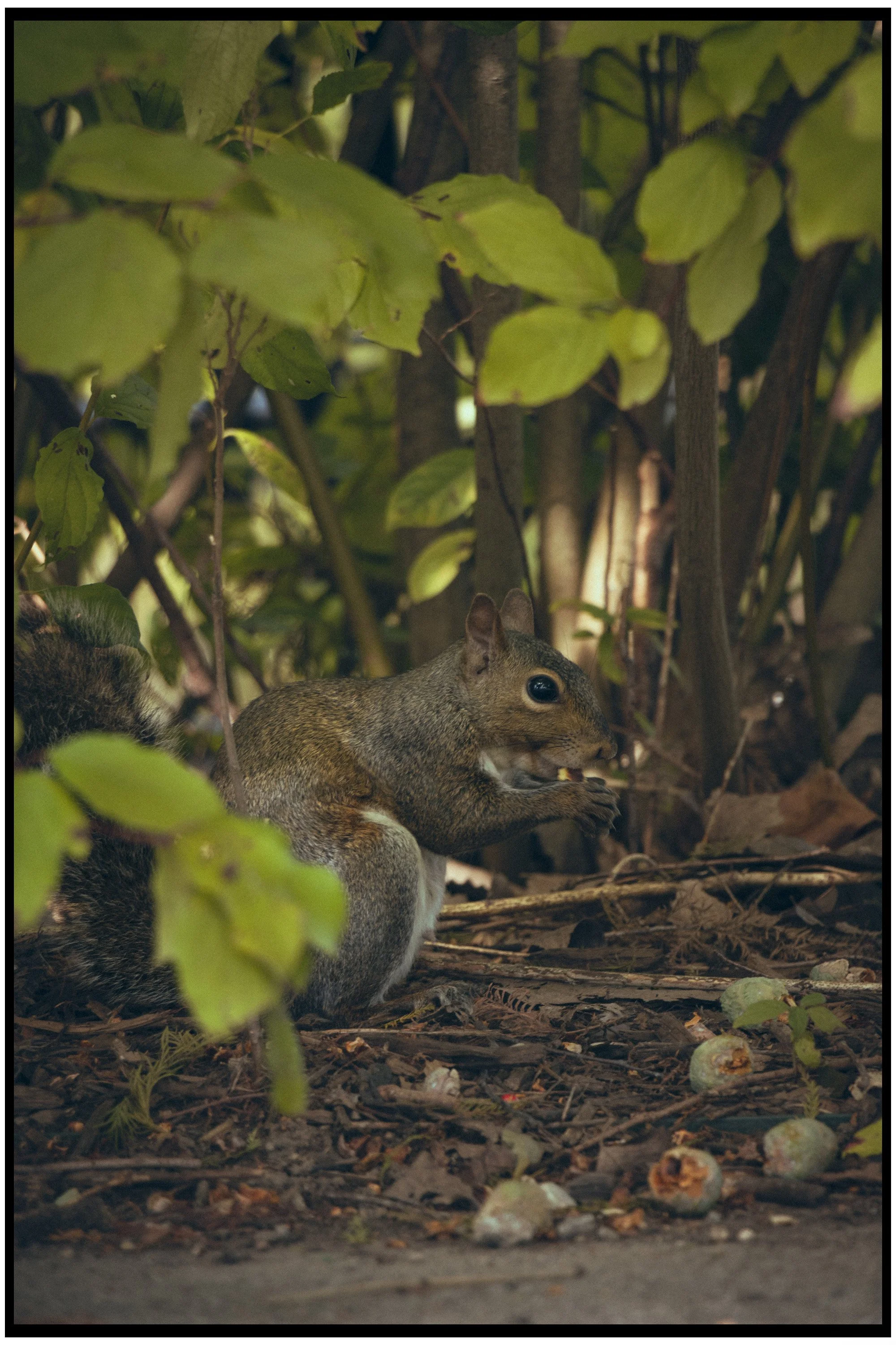 A squirrel lying on the ground among fallen leaves, with lush green leaves and tree branches overhead.