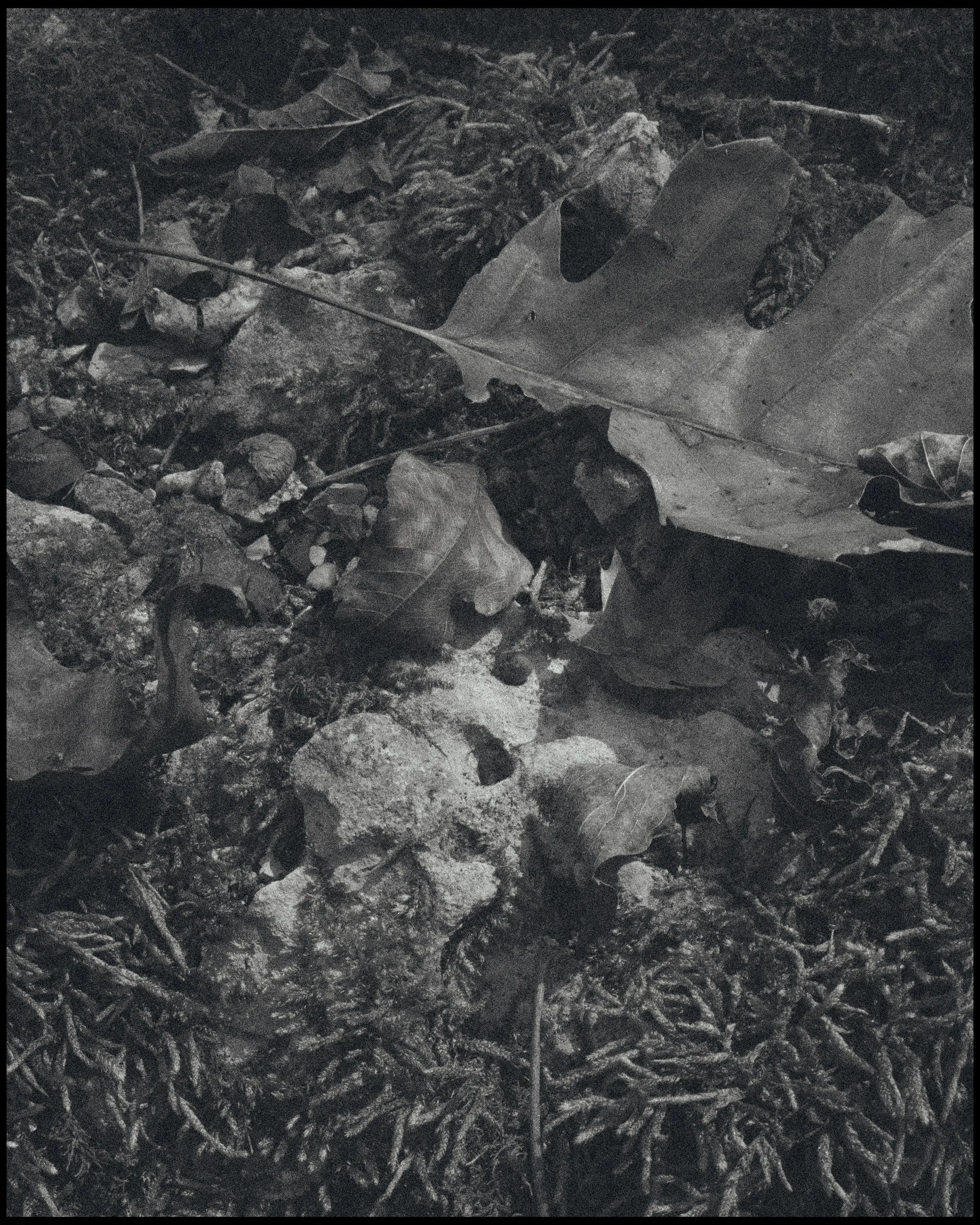 A close-up of dirt and leaves on the ground, with some twigs and small stones.