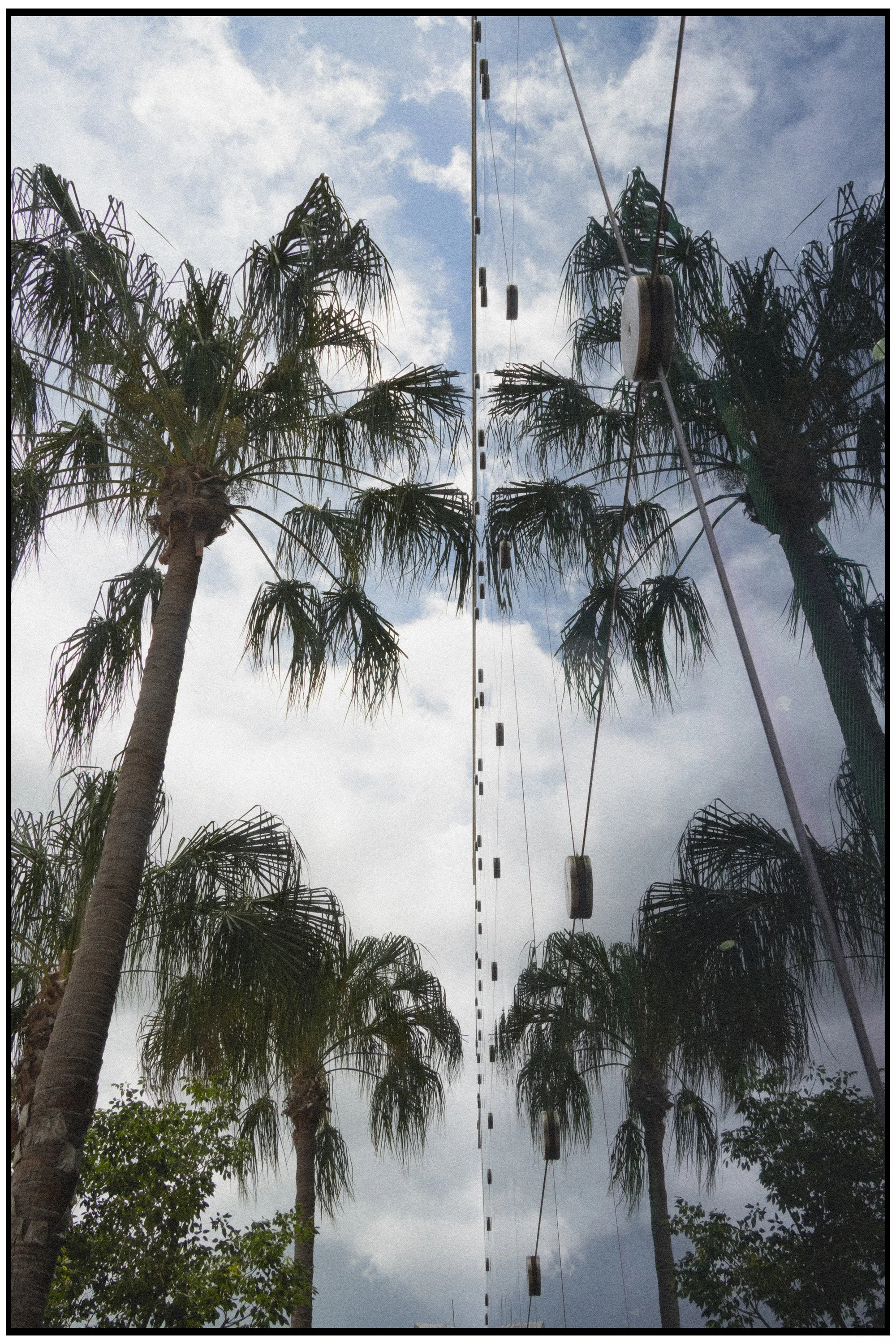 Tall palm trees under cloudy sky with a streetlamp and power lines in the background.