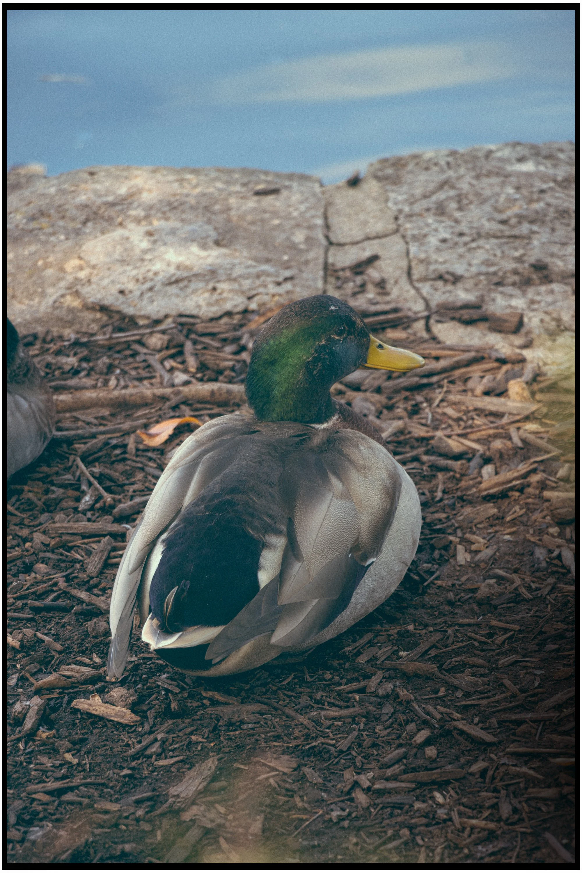 A mallard duck resting on a bed of wood chips and twigs, with a rocky background and a cloudy sky.