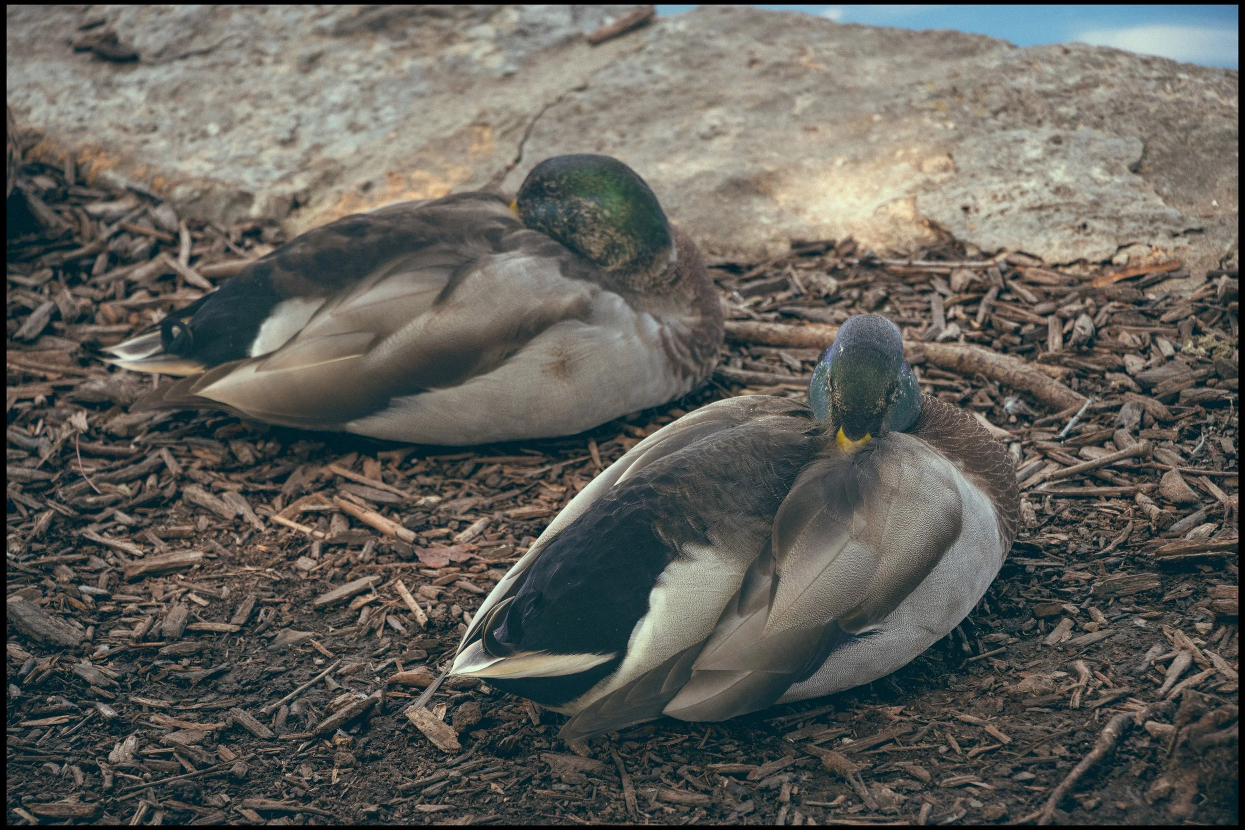 Two ducks resting on a bed of small wood chips with a rocky background.