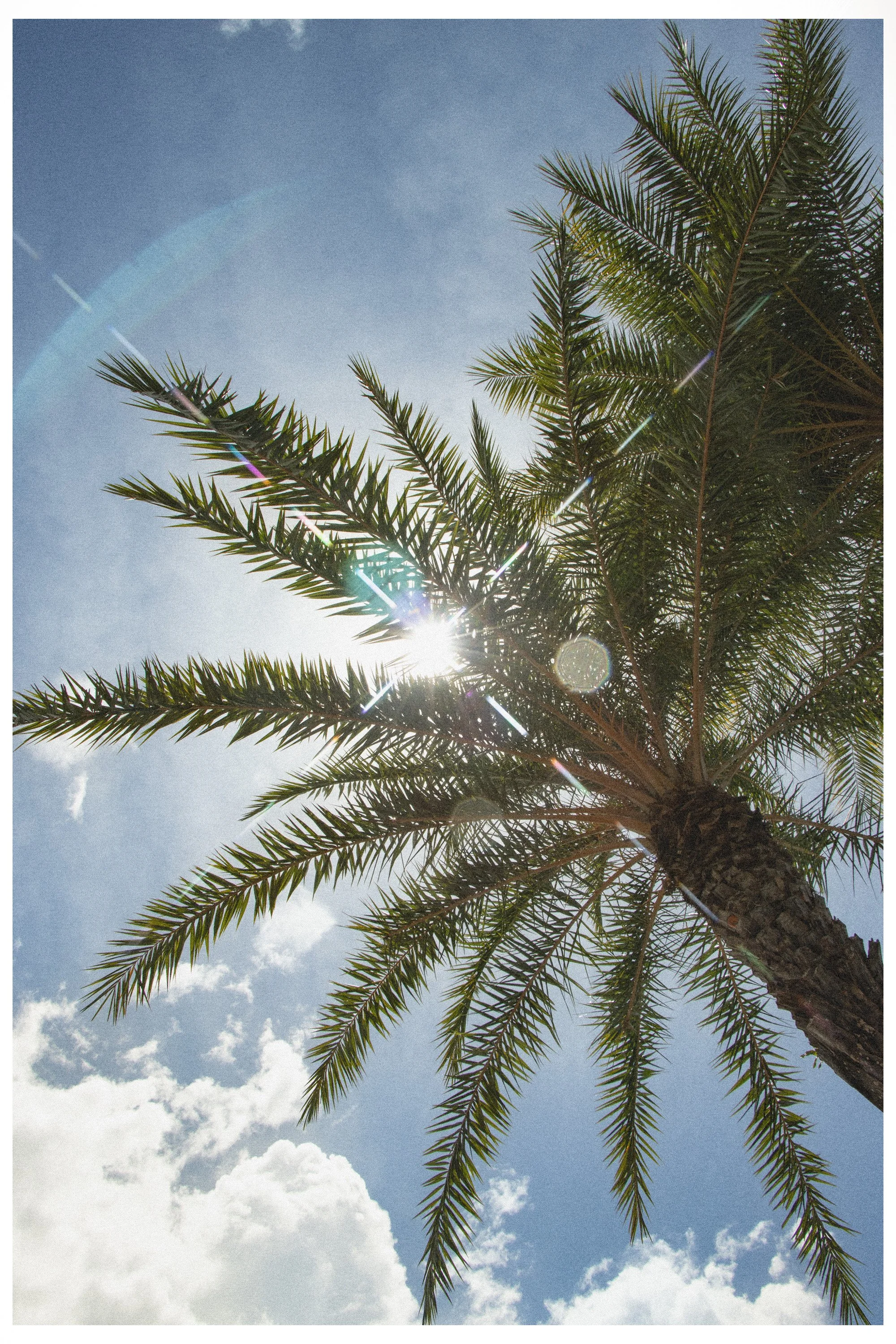 A tall palm tree viewed from below against a blue sky with some clouds and sunlight shining through
