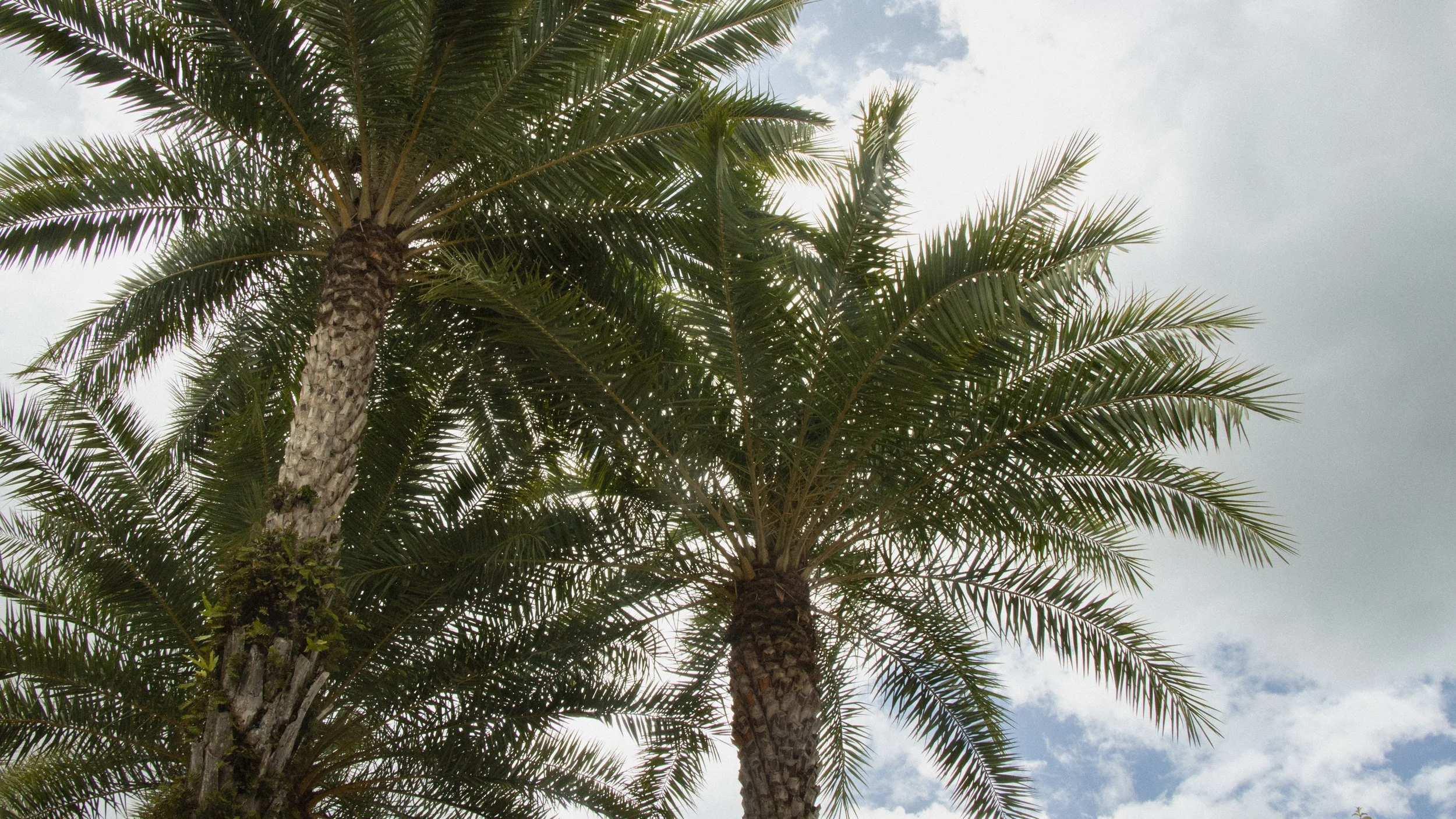 Two palm trees with green fronds against a partly cloudy sky.