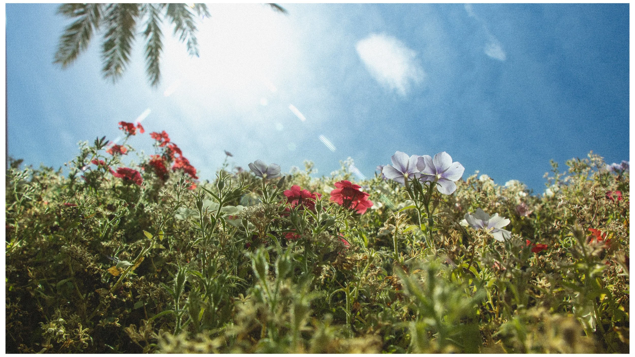 Low-angle view of a garden with various flowers and plants including white and red blooms under a bright blue sky with a few clouds and sunlight.