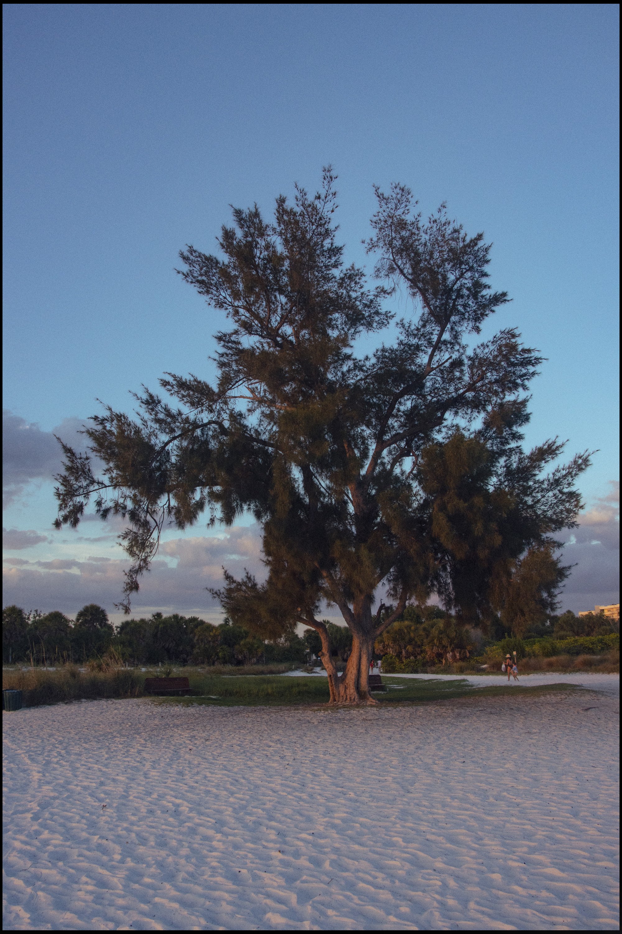 A large tree with sparse leaves stands in the middle of a sandy park at sunset. There are two people, a woman and a child, walking on a path nearby. The sky is blue with some clouds, and there is greenery and a bench in the background.