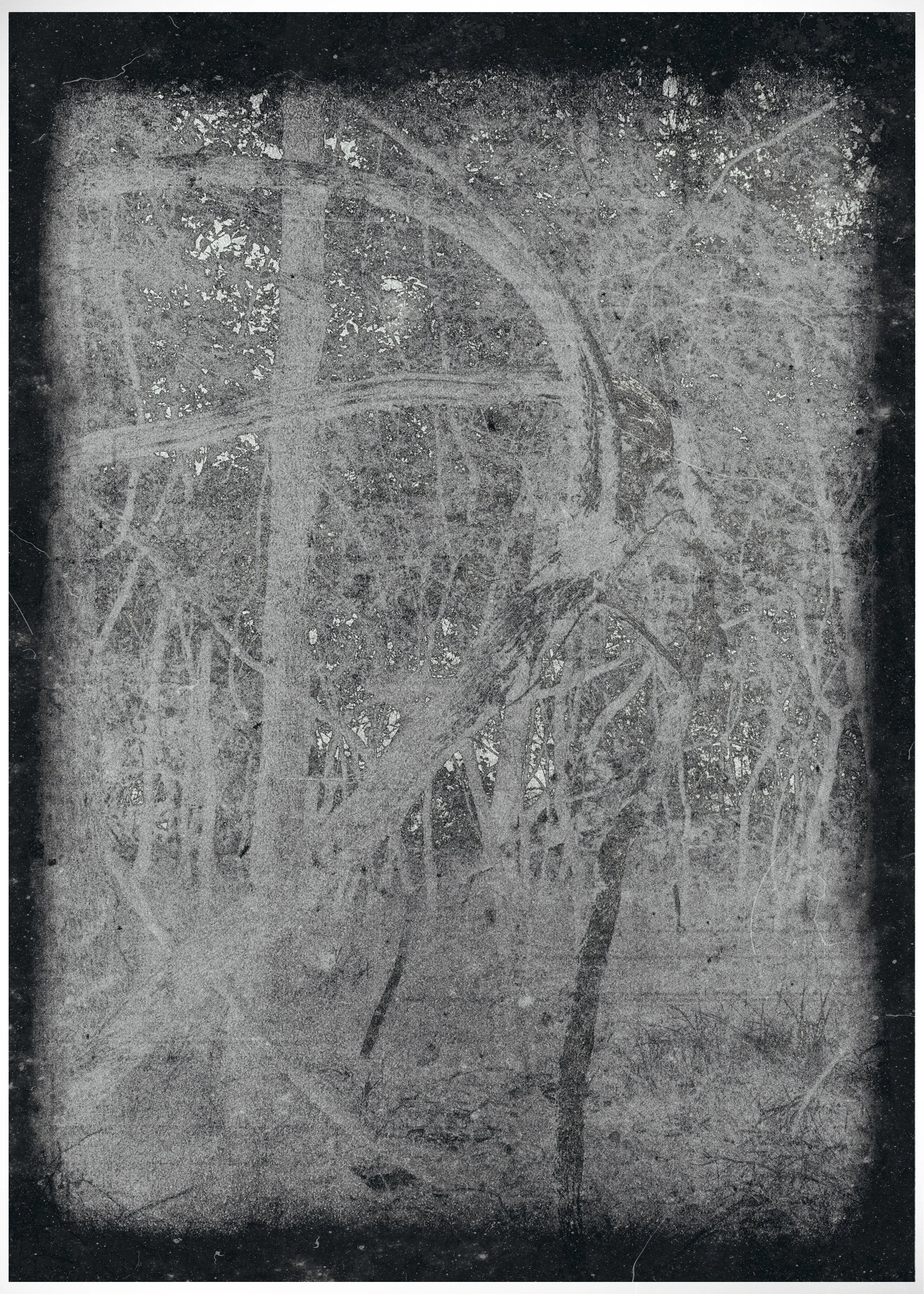 Black and white photograph of a large tree seen through an icy or frosted glass surface, with visible branches and leaves faintly viewed through the textured glass.