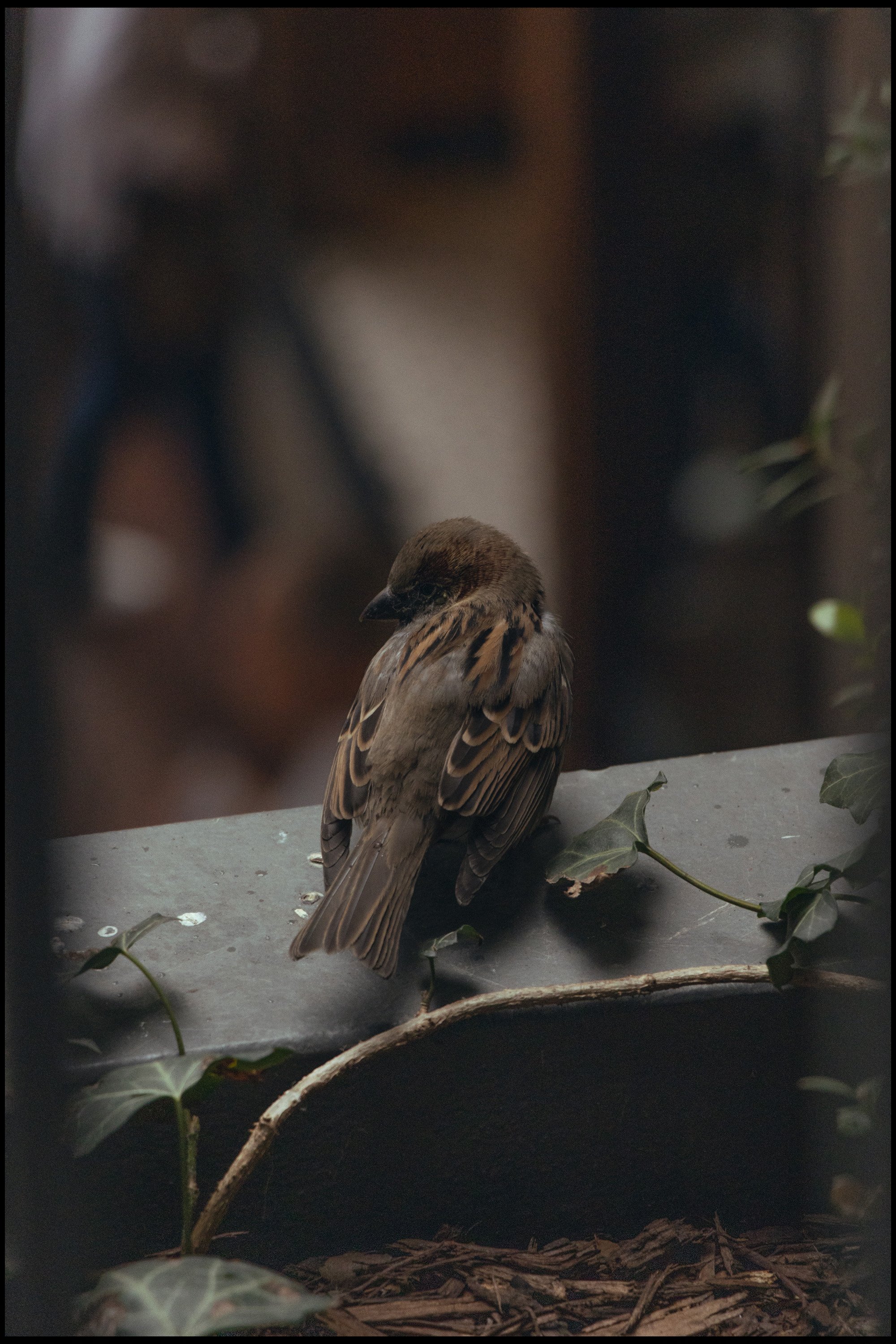 A small brown bird with black streaks on its wings, perched on a branch or surface with some green ivy leaves nearby, dark background.