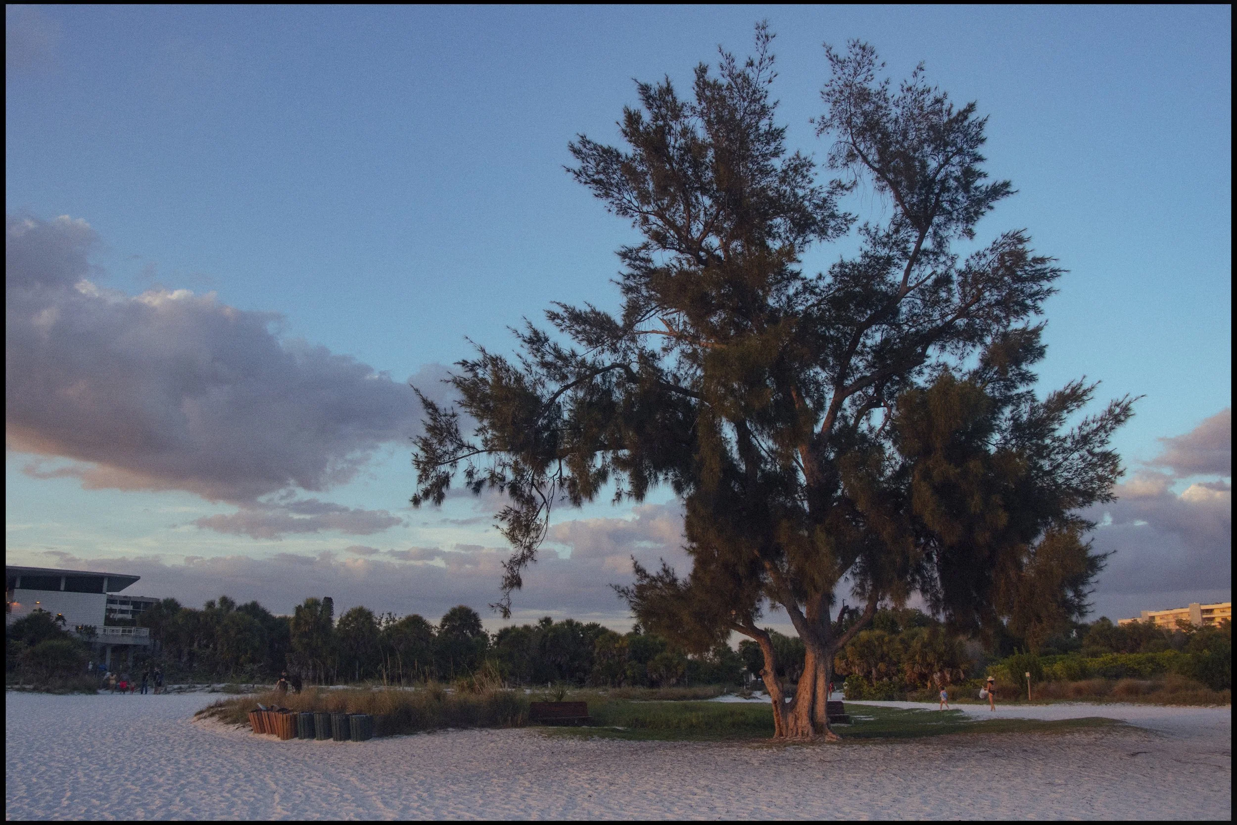 A tall tree with sparse branches on a beach during sunset, with a mostly clear sky and clouds, and some buildings and people in the distance.