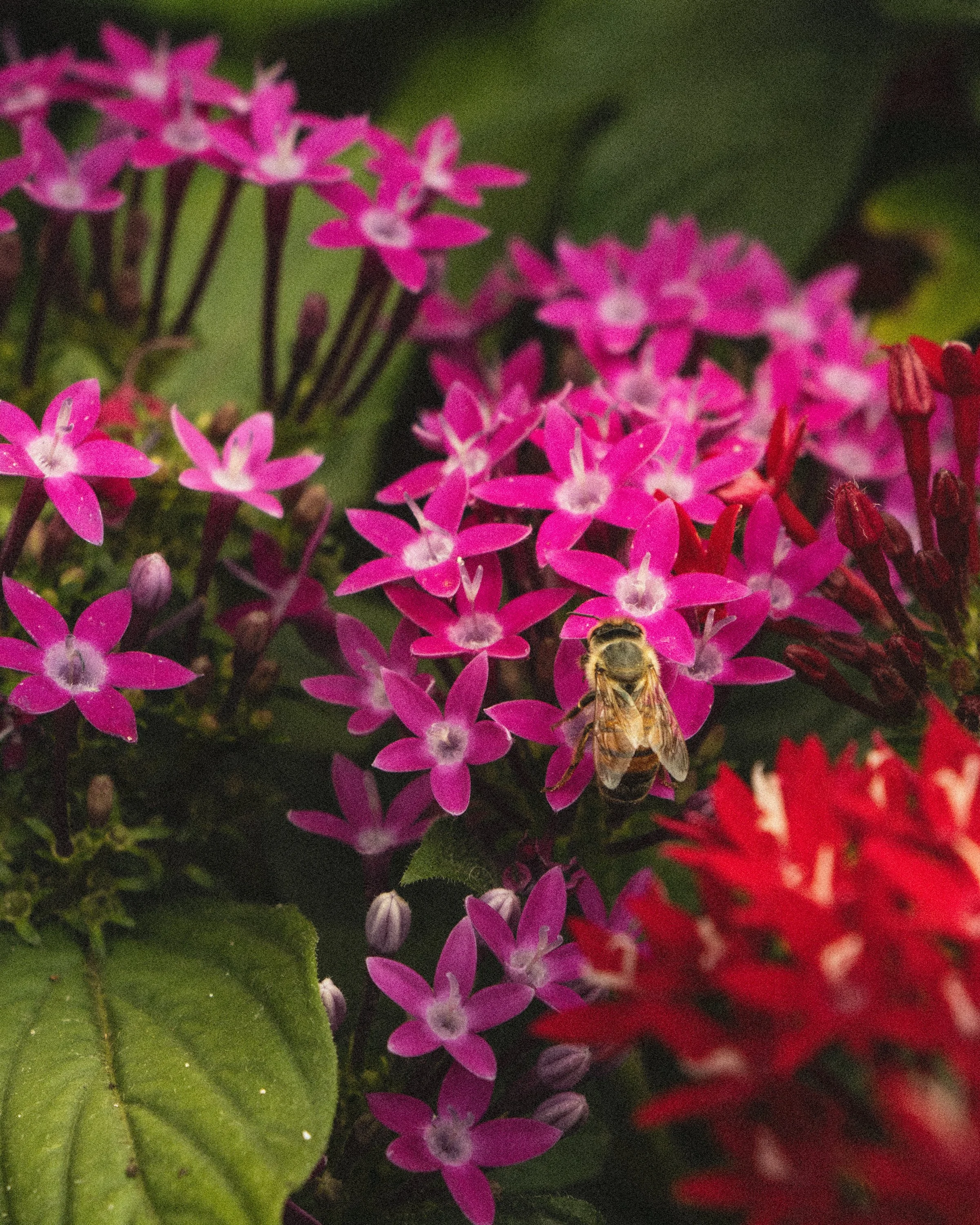 Close-up of pink and red small flowers with a bee collecting nectar.