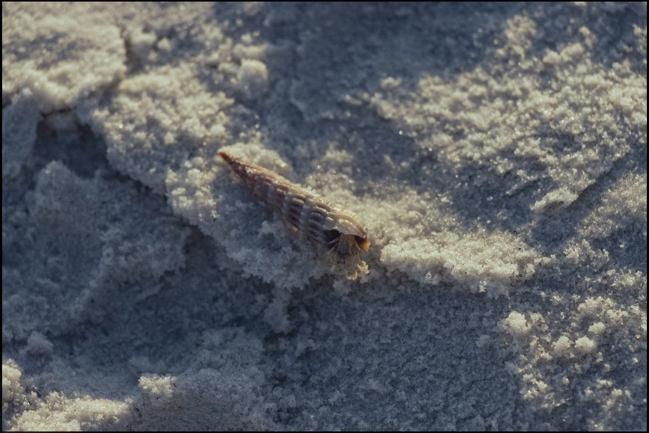 A close-up photograph of a seashell on the sand.