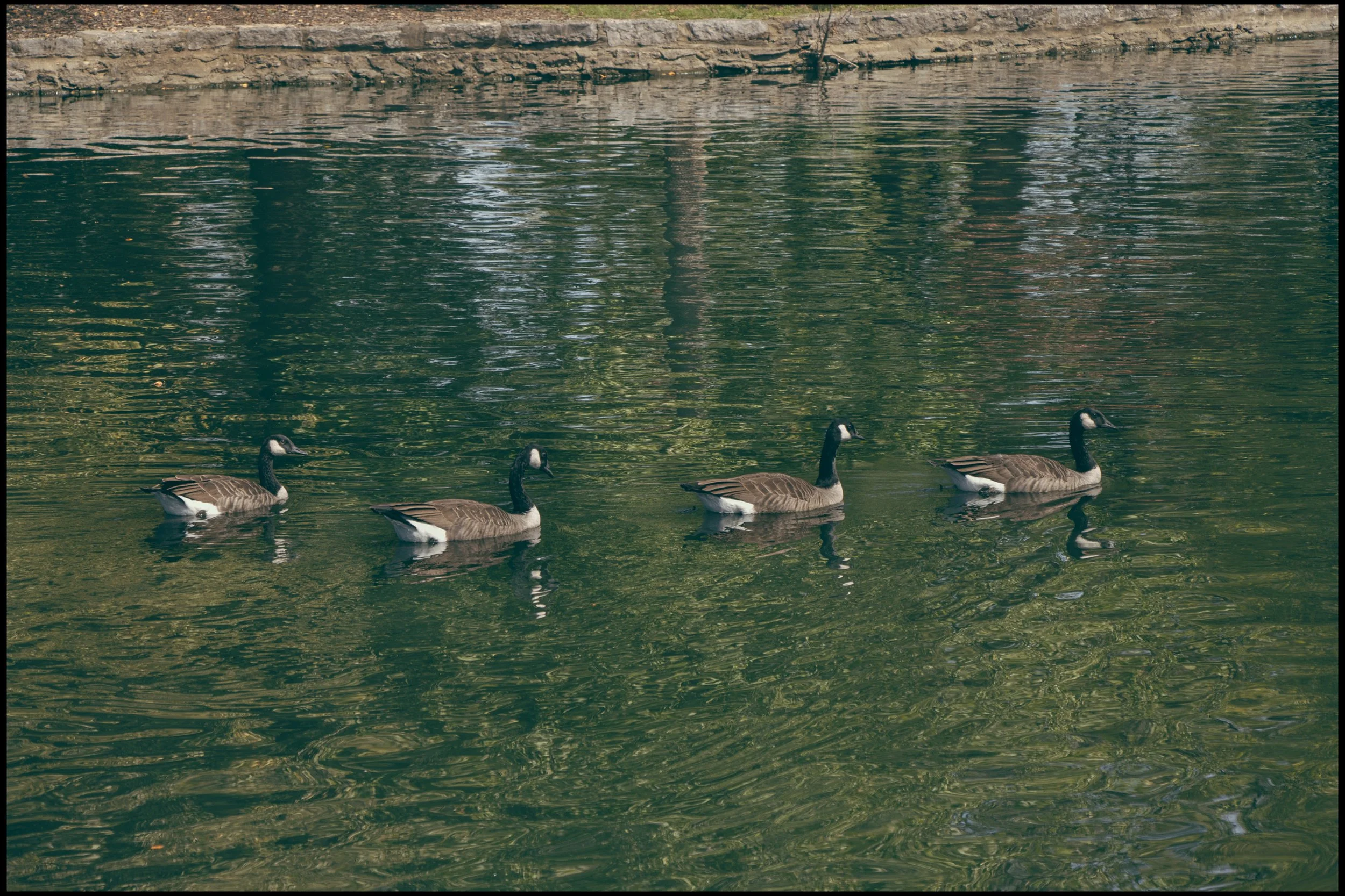 Four Canada geese swimming in a body of water near a stone wall.